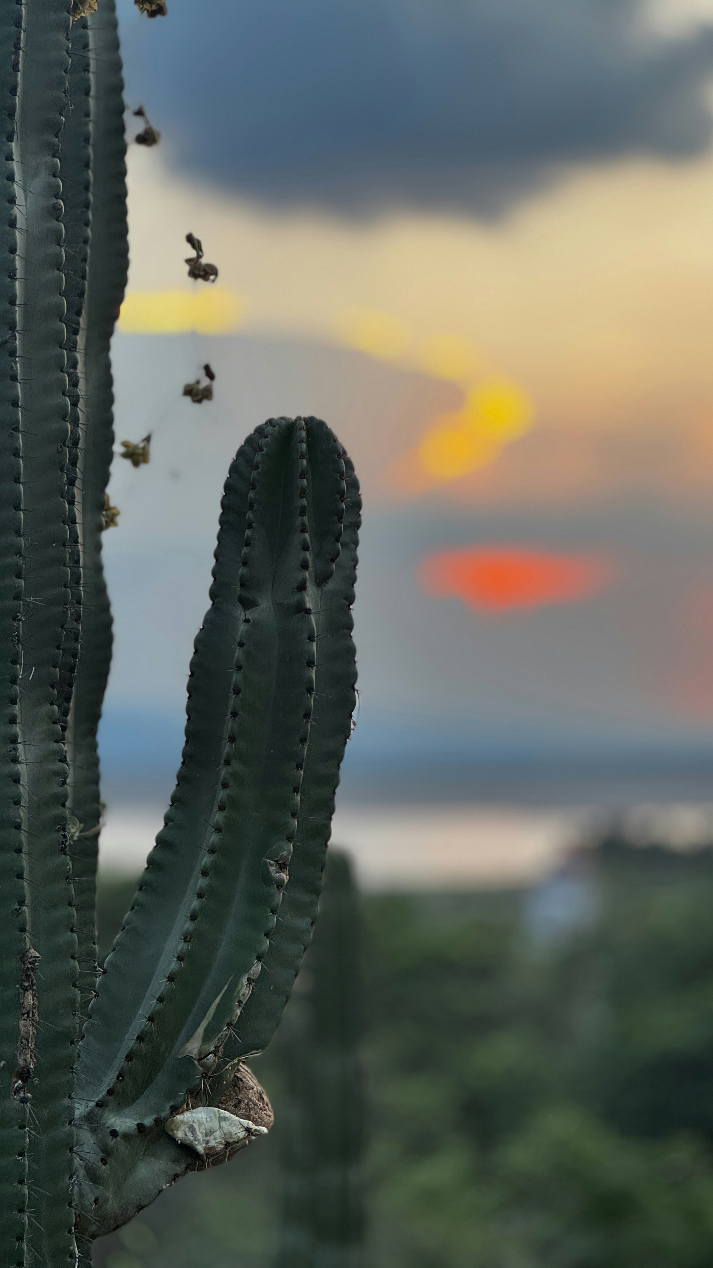 Un grand cactus vert sur un paysage flou sous un ciel orange chaud