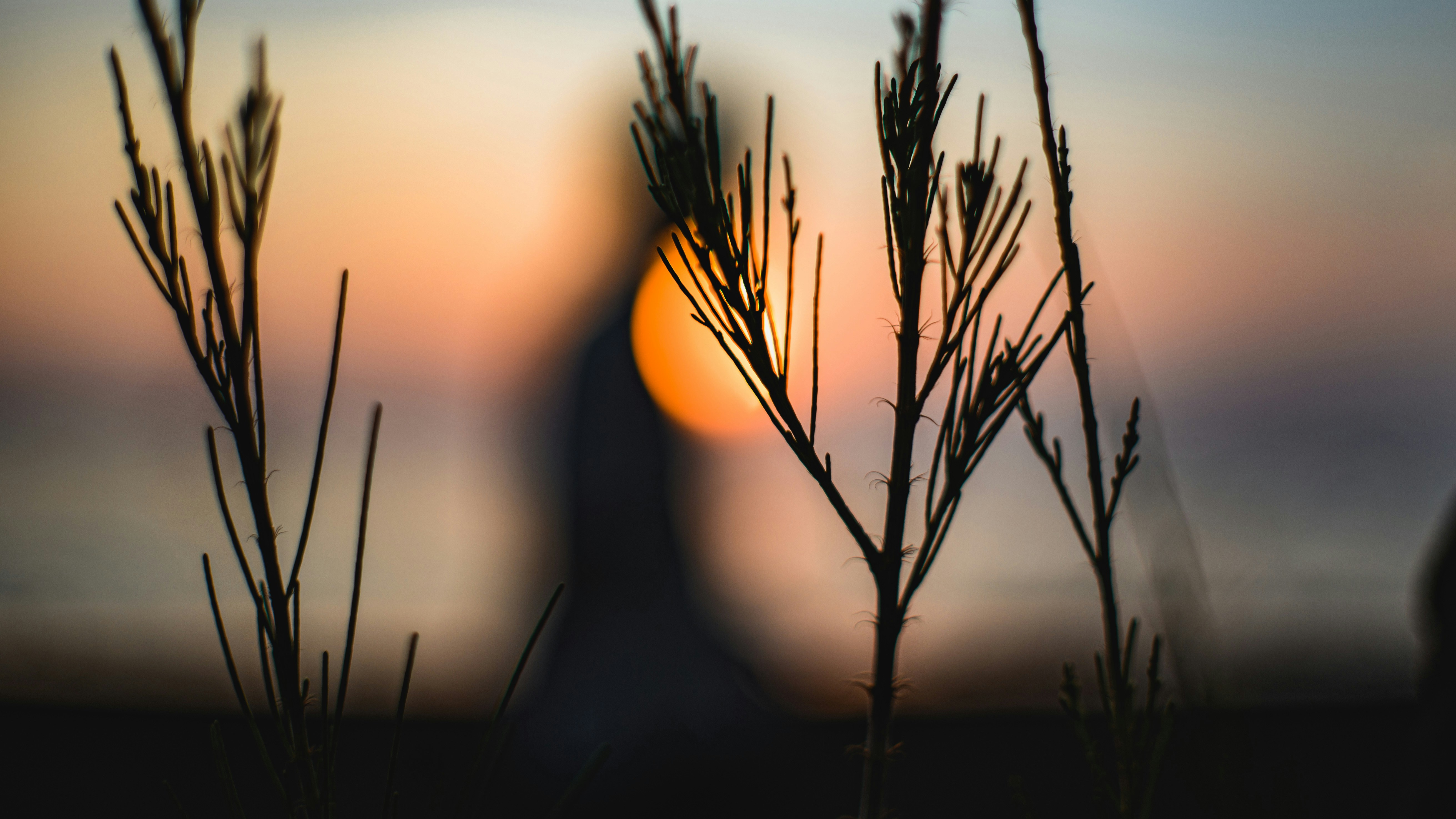 A person in silhouette against a warm orange sky behind thin stalks of grass