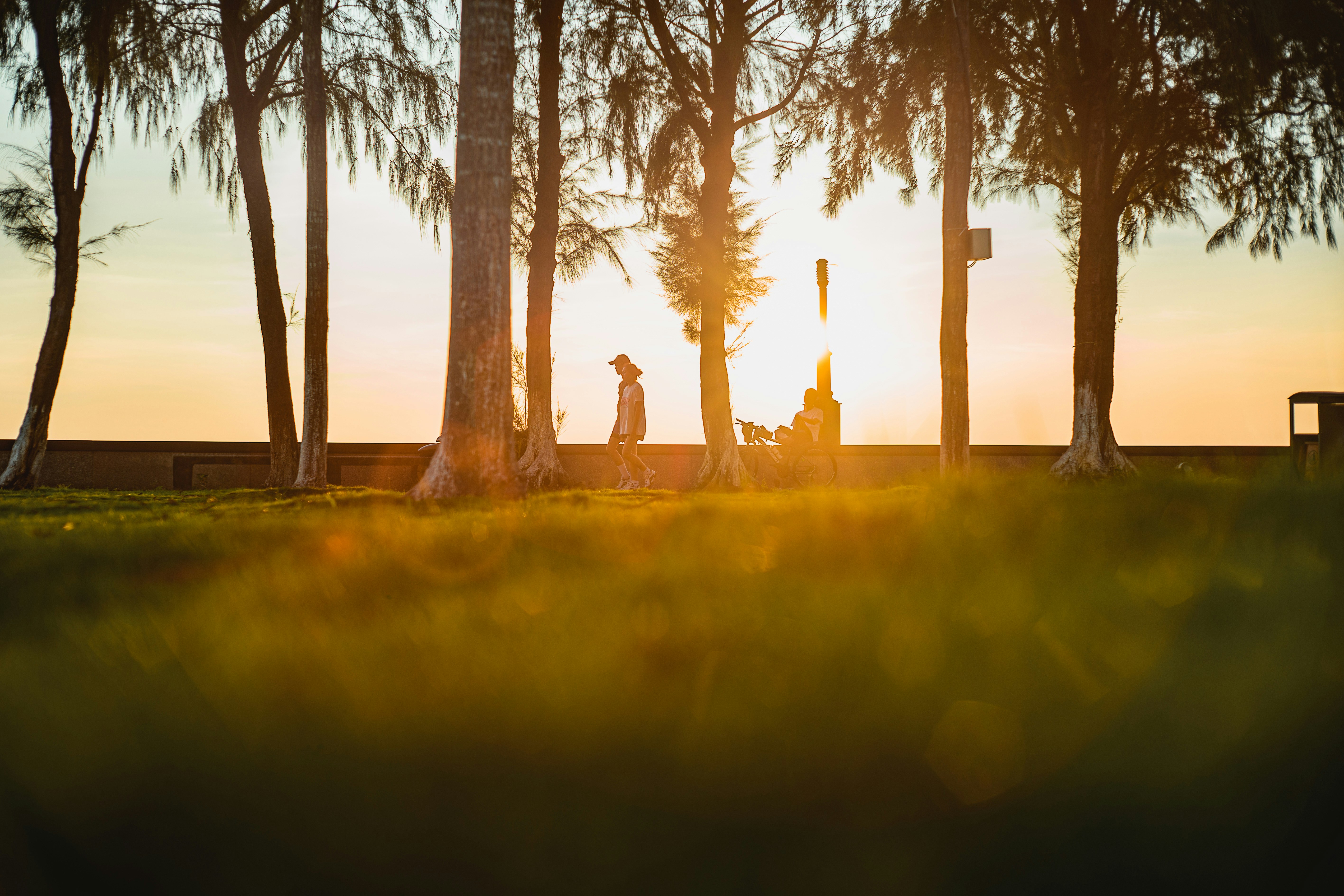 People walking and cycling on a path between trees in warm low light