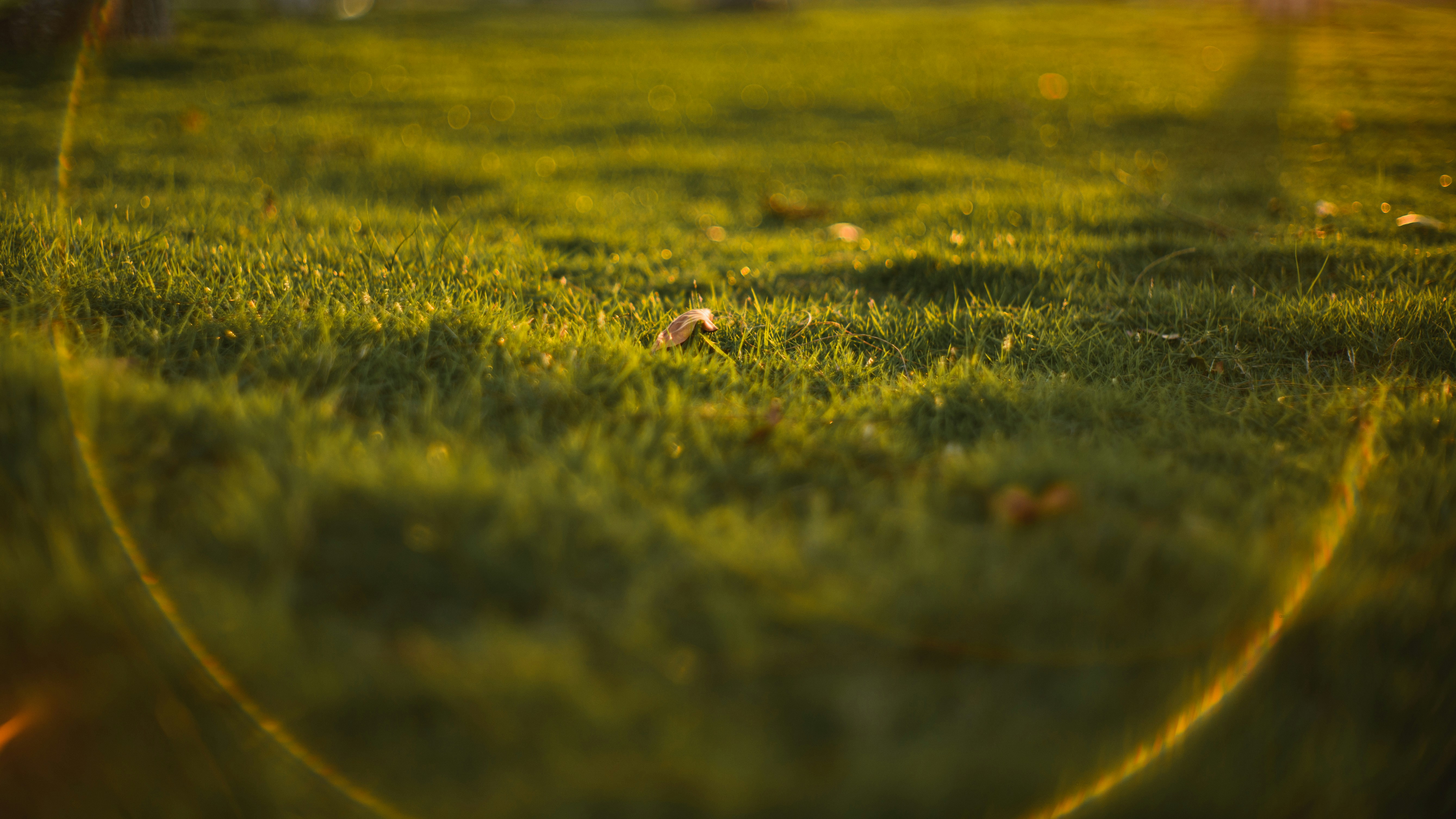 Green grass in a field illuminated by warm golden hour light