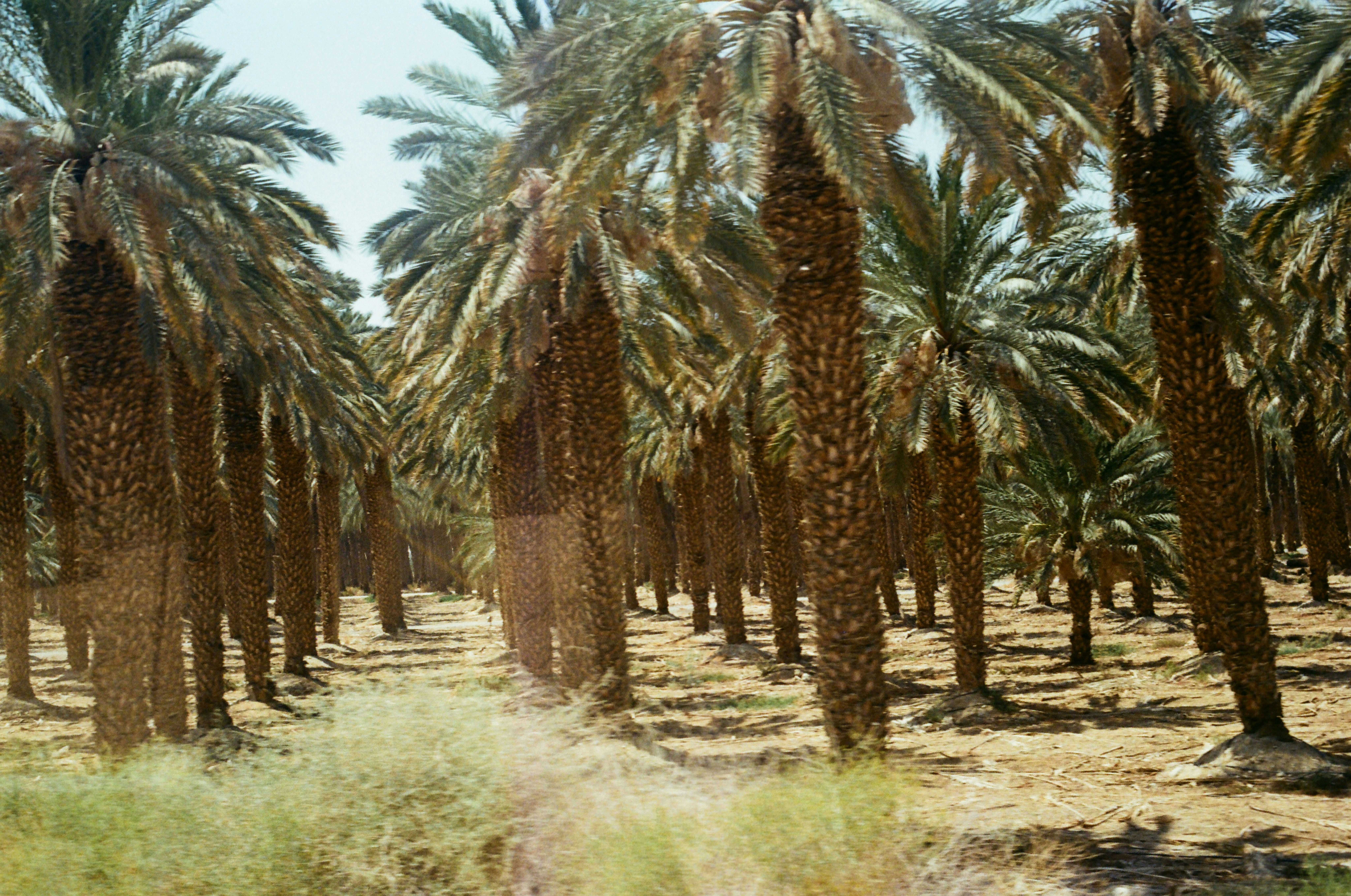 صفوف من أشجار النخيل في مزرعة صحراوية