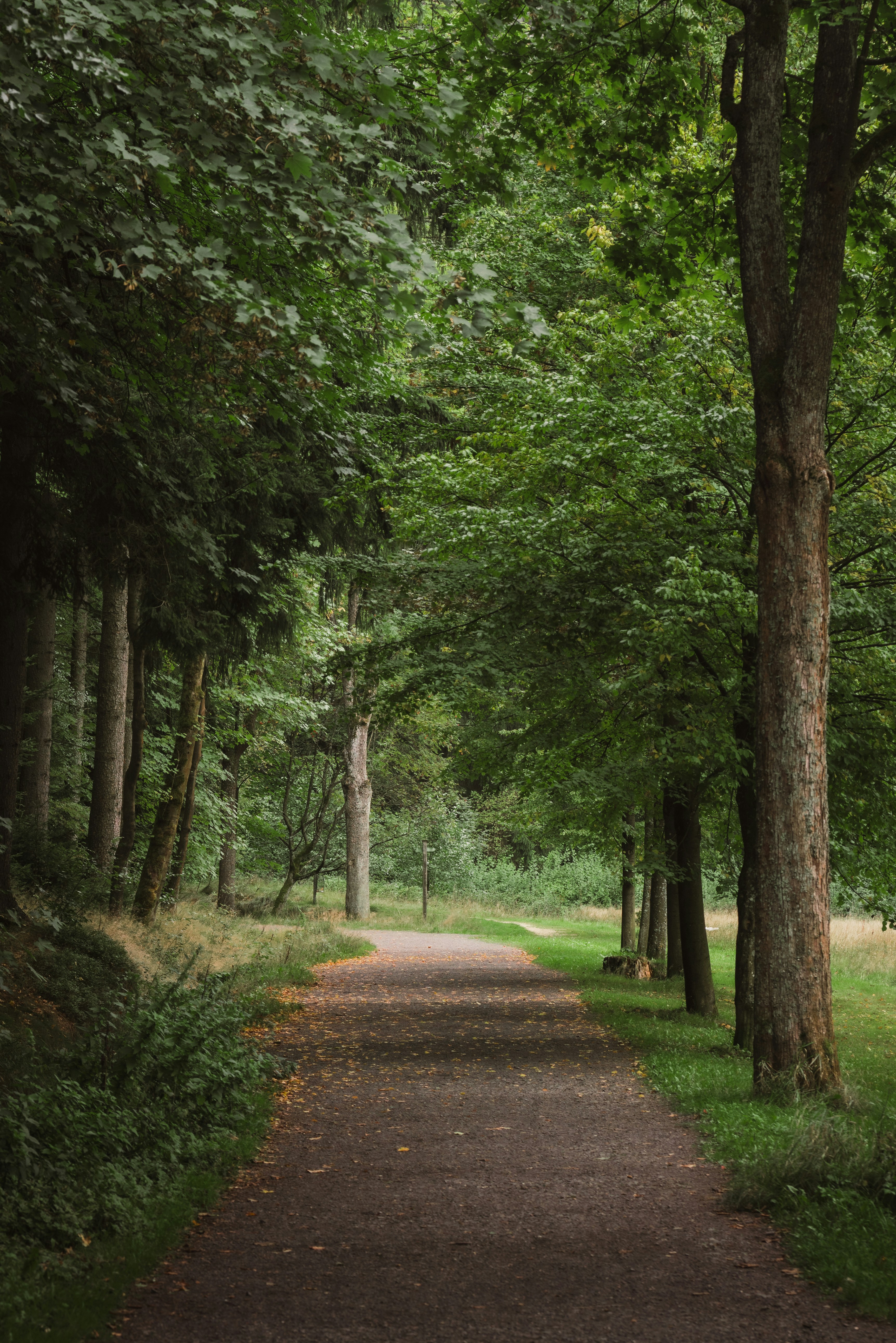 Gravel path through green forest - Free Photo on Unsplash