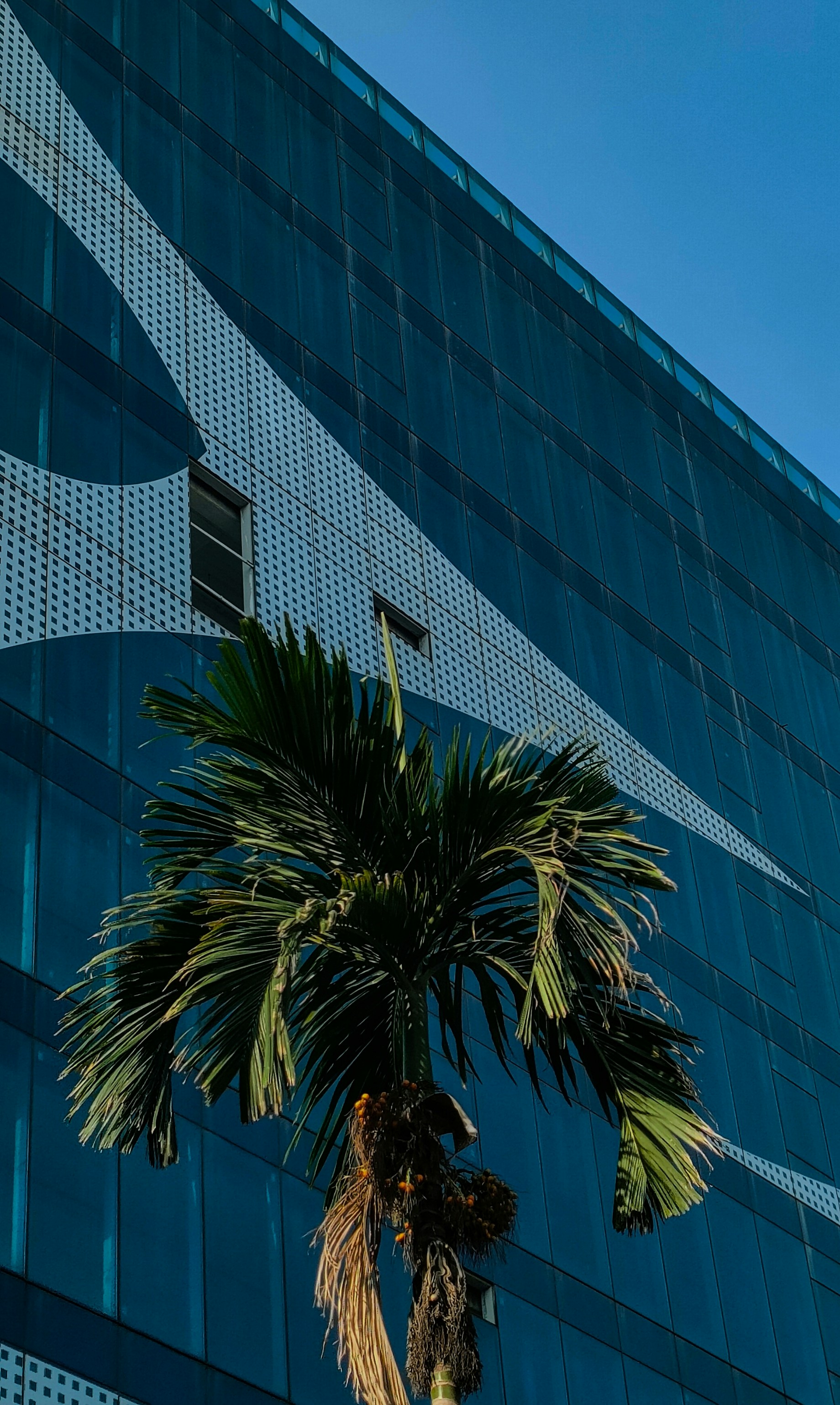 Palm tree against modern glass building - Free Photo on Unsplash