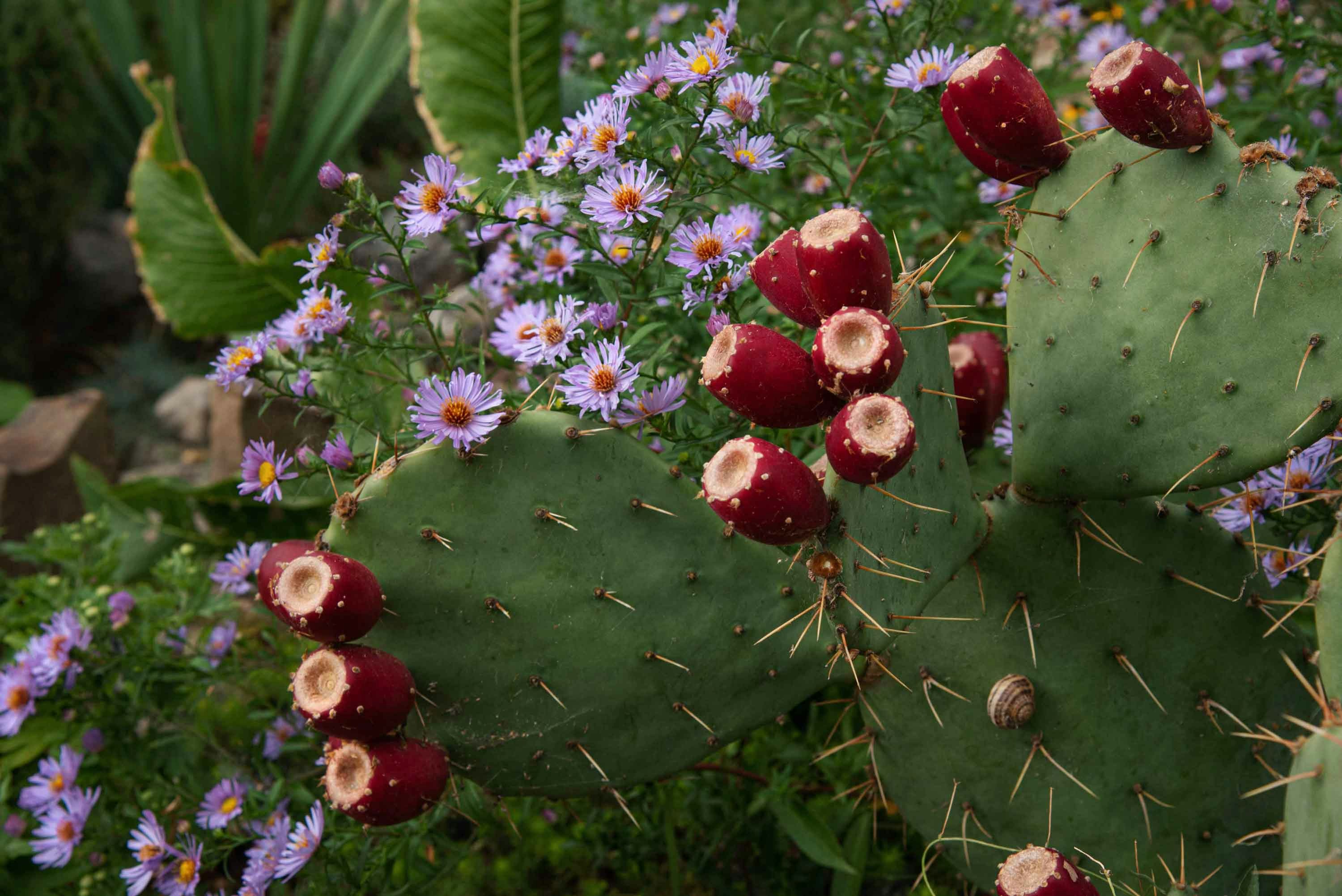 A prickly pear cactus with red fruit and purple aster flowers in a garden