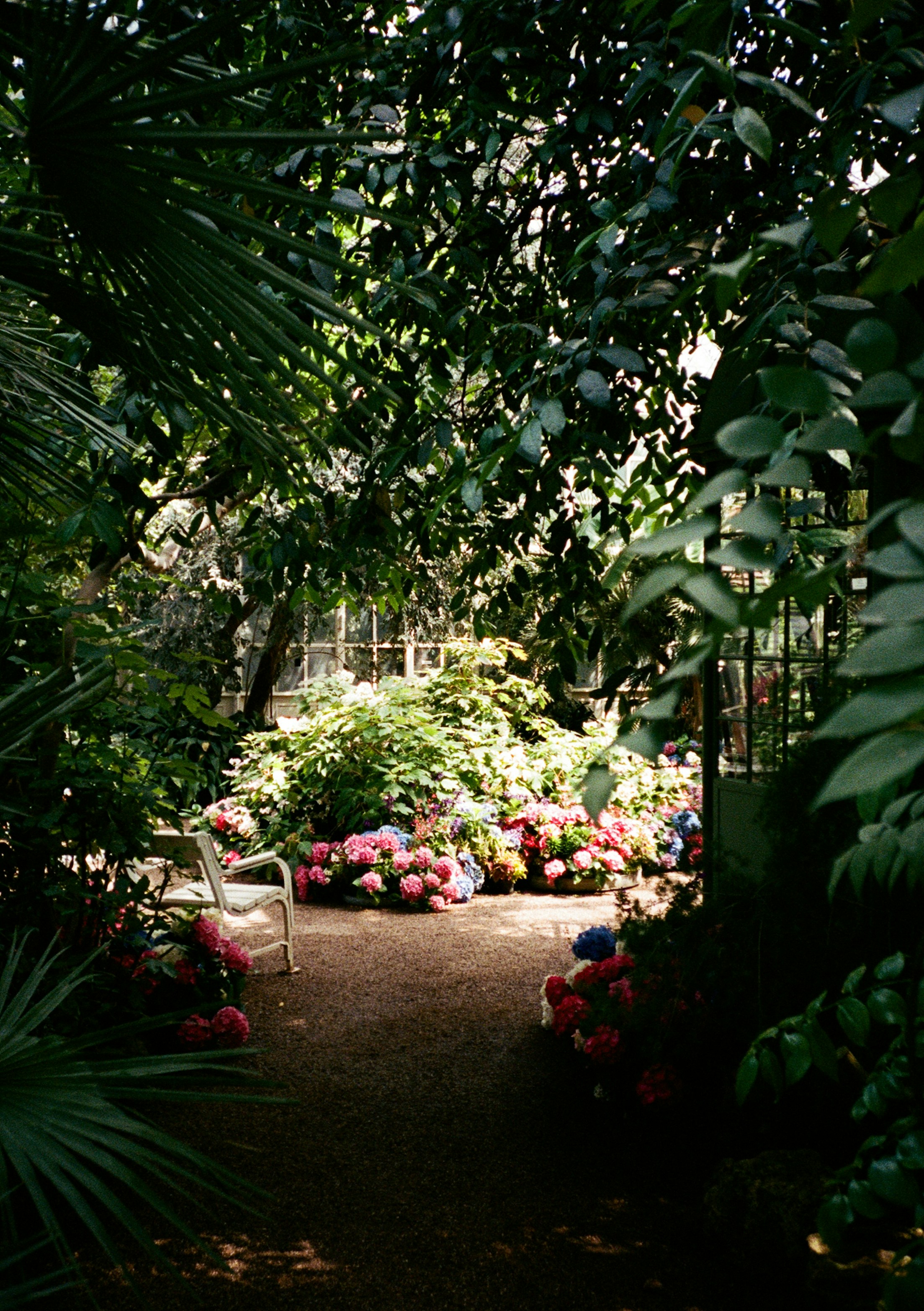 A gravel path through a lush greenhouse with blooming hydrangeas in Vienna