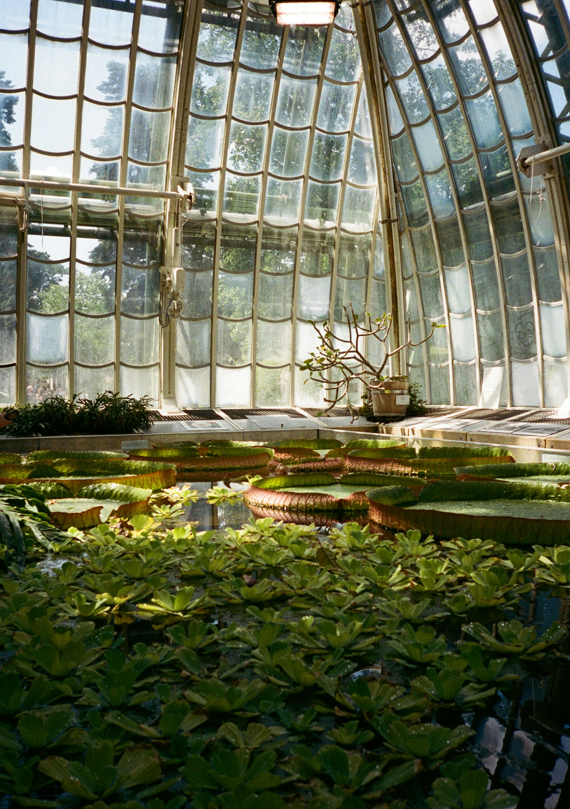 Giant water lilies in a pond inside the glass Palm House in Vienna