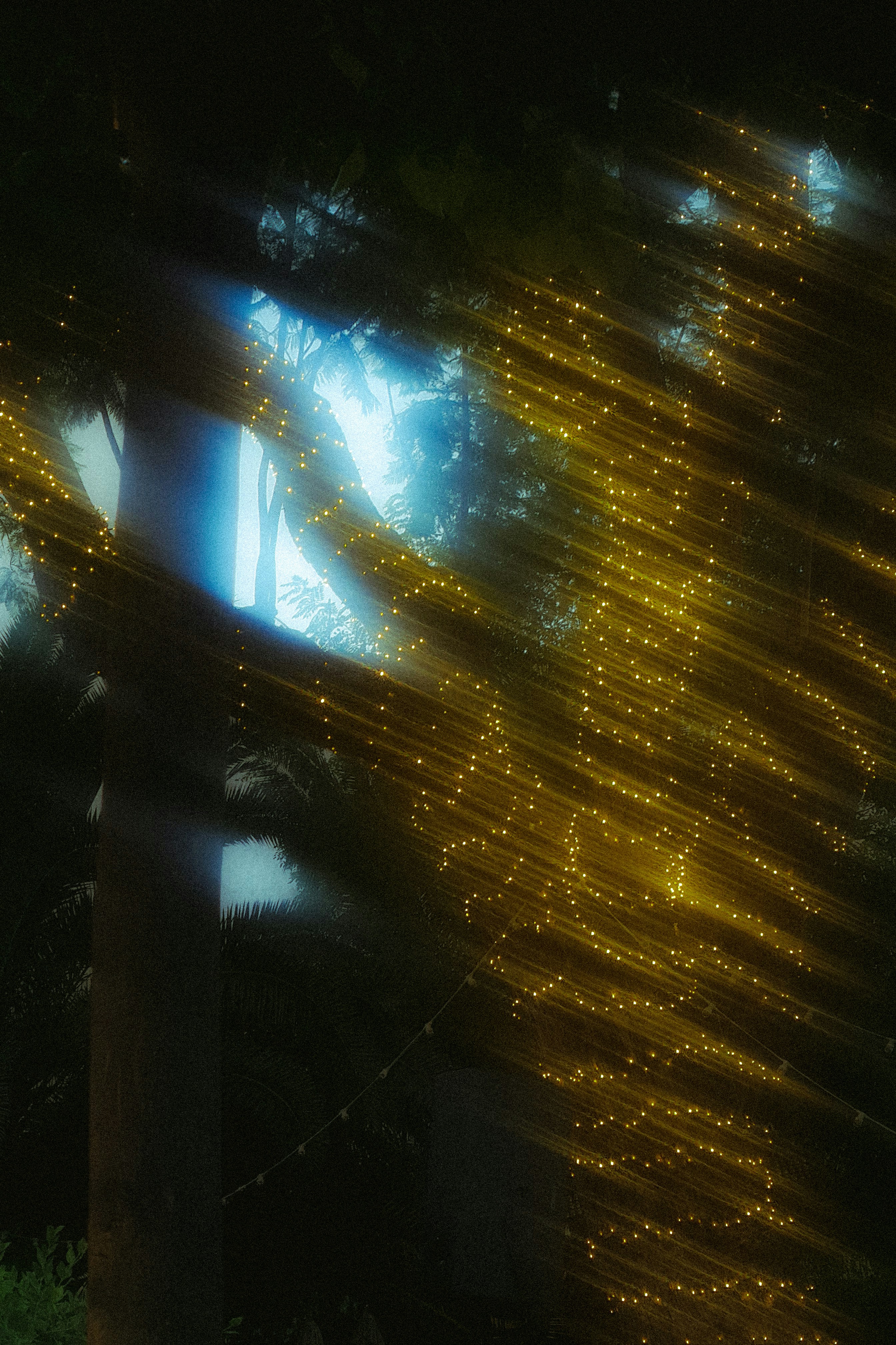 Long exposure of golden fairy lights draped over trees in a dark garden