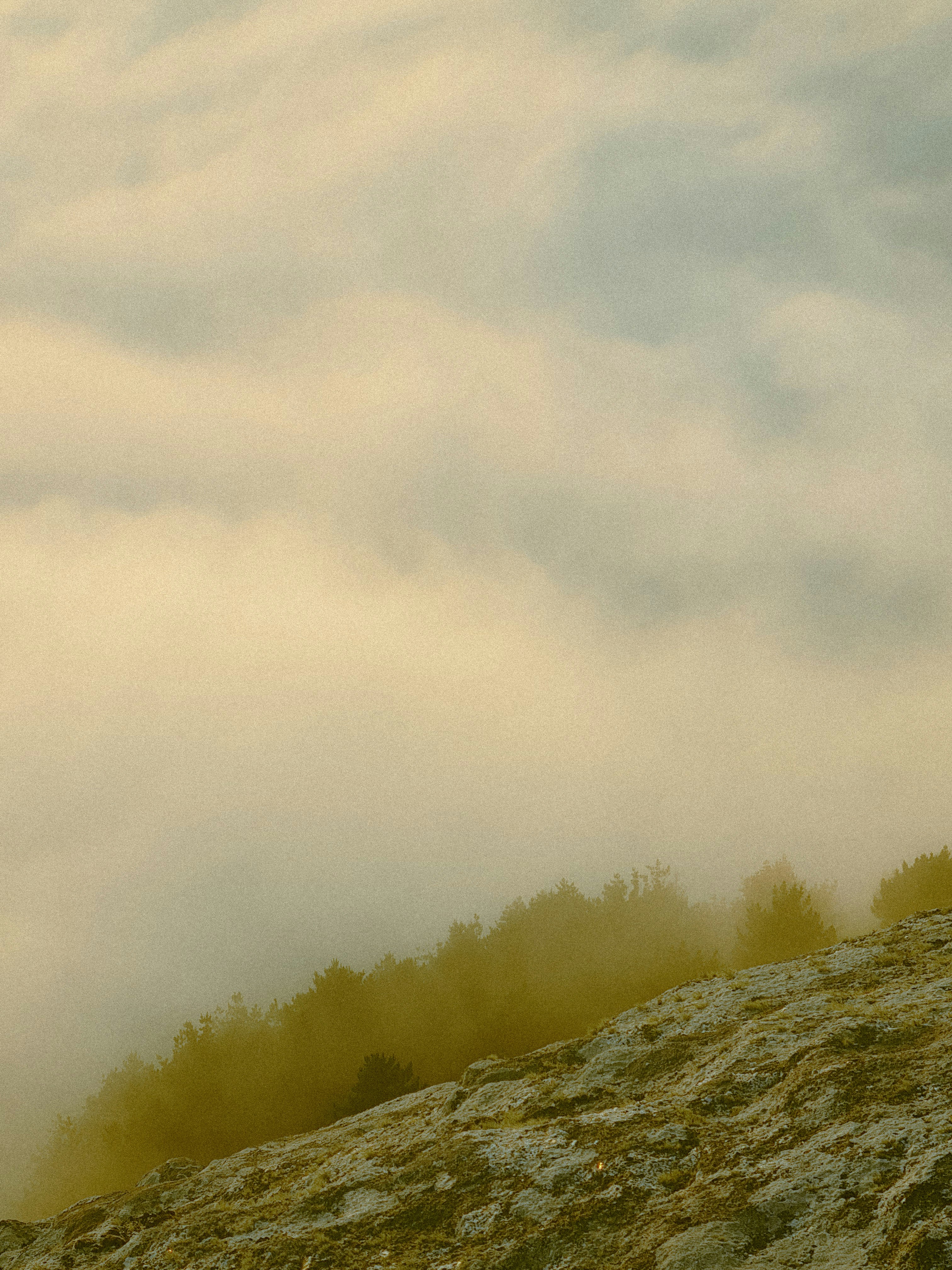 A rocky hillside with pine trees emerging from thick golden fog