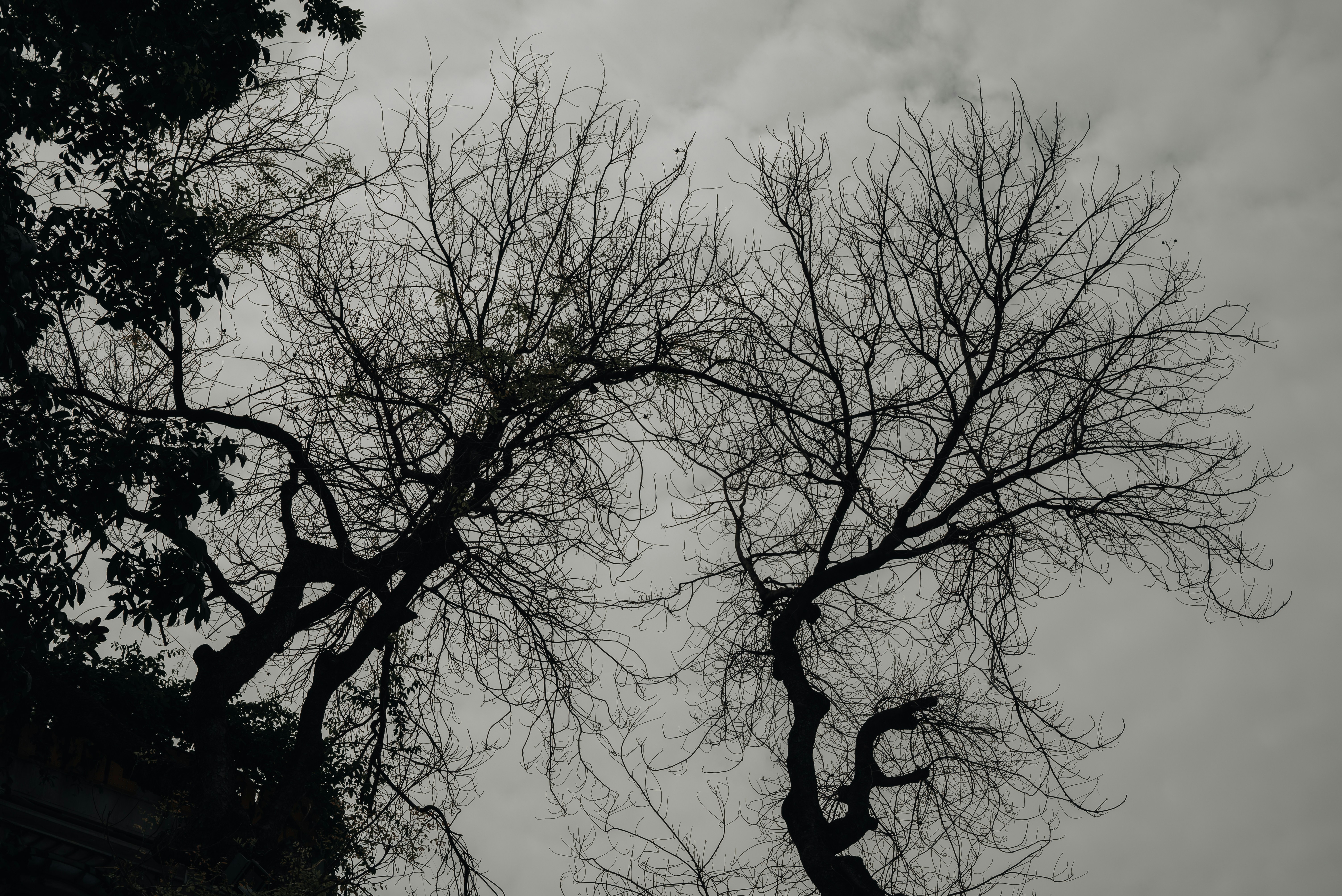 Silhouetted bare tree branches against a cloudy grey sky