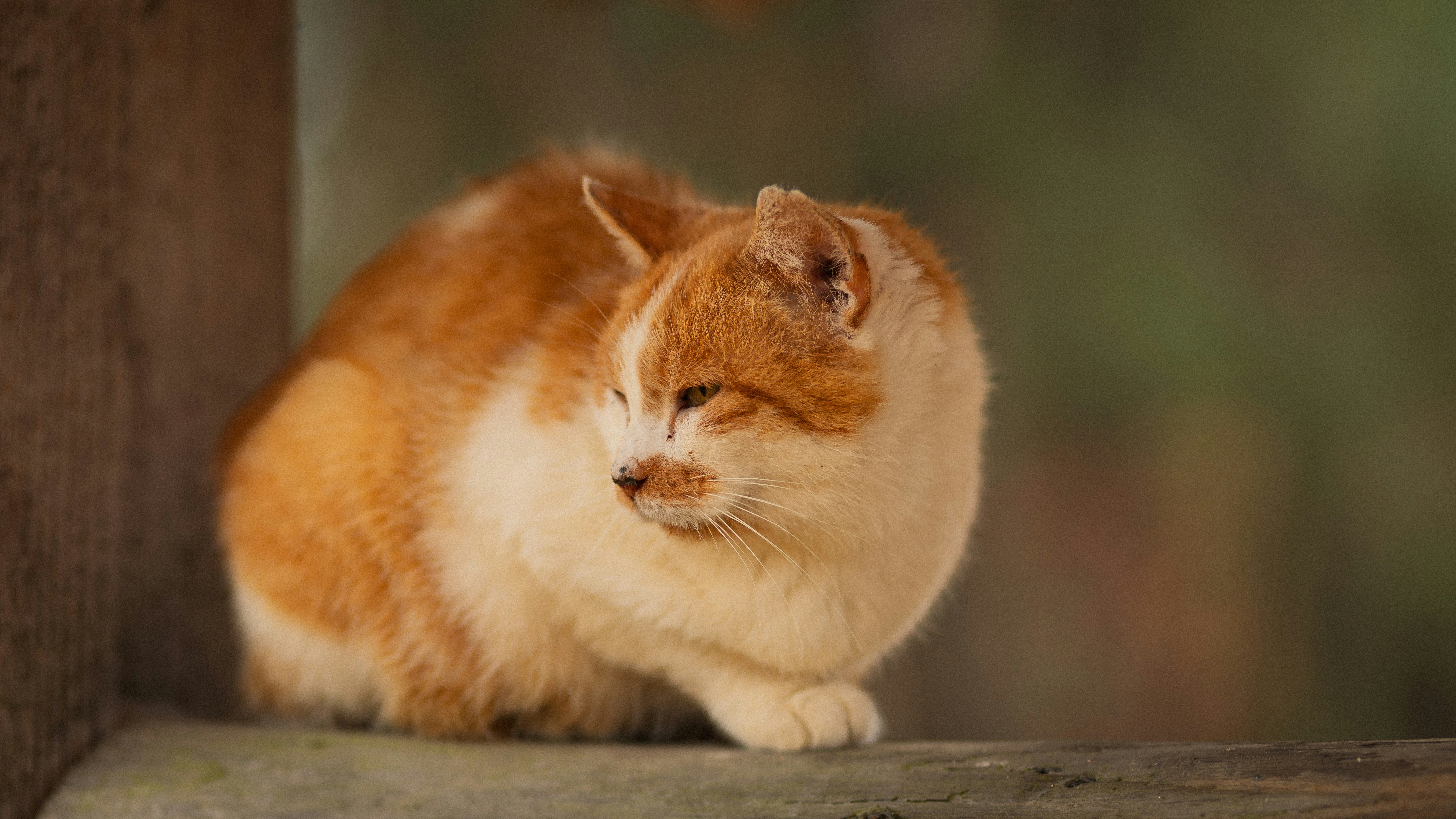 An orange and white cat with a notched ear on a wooden surface