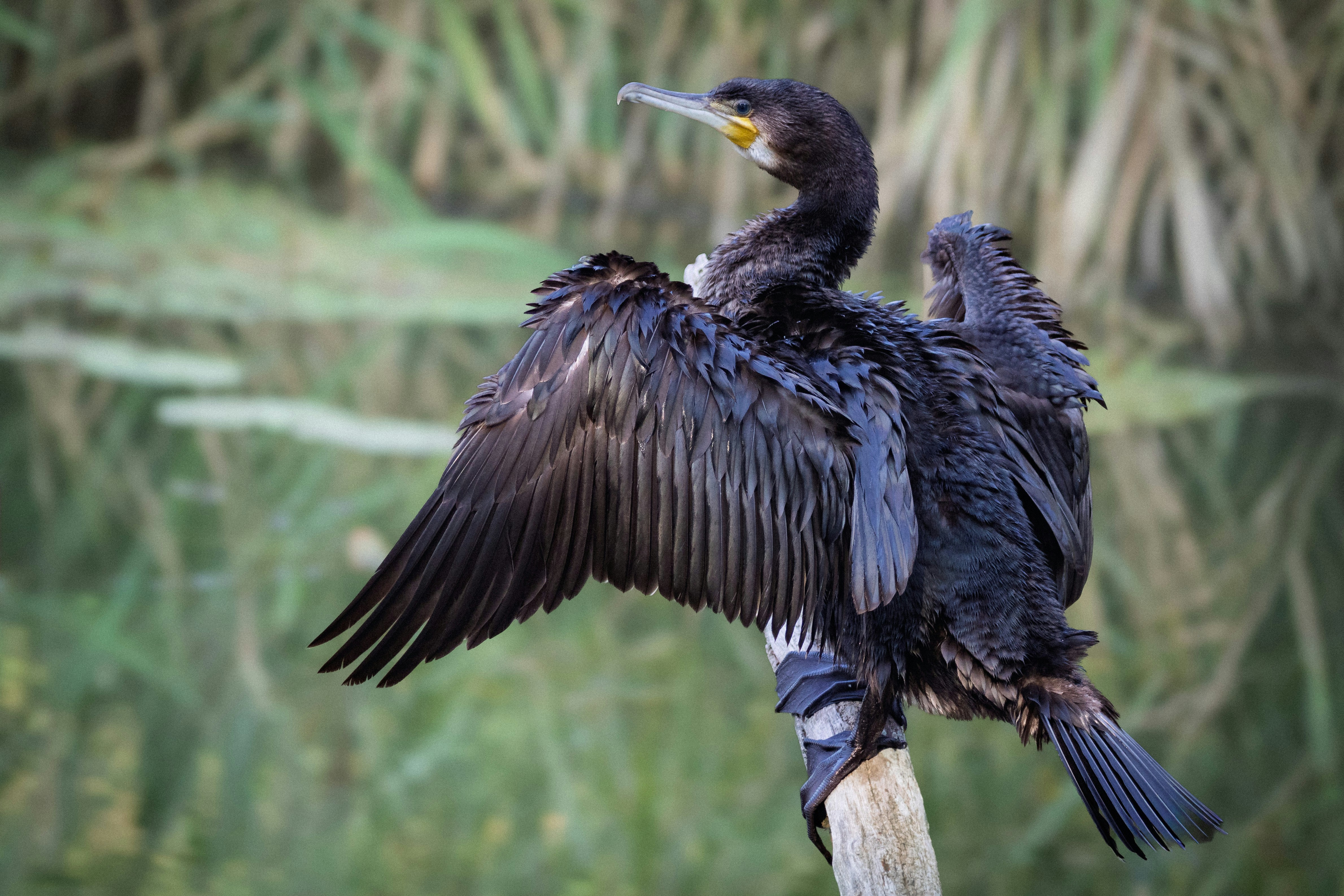 A great cormorant perched on a wooden post with its dark wings spread wide