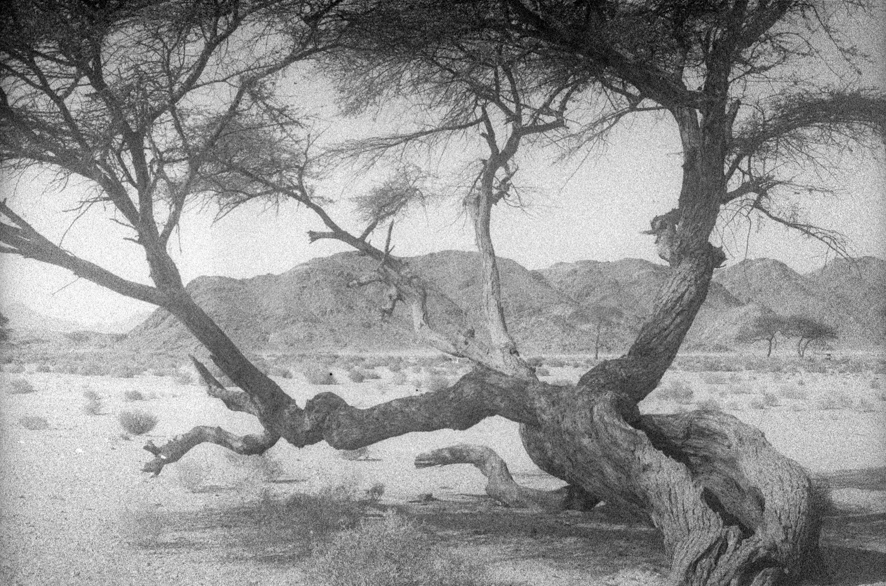 A gnarled acacia tree in a vast arid desert landscape with distant mountains