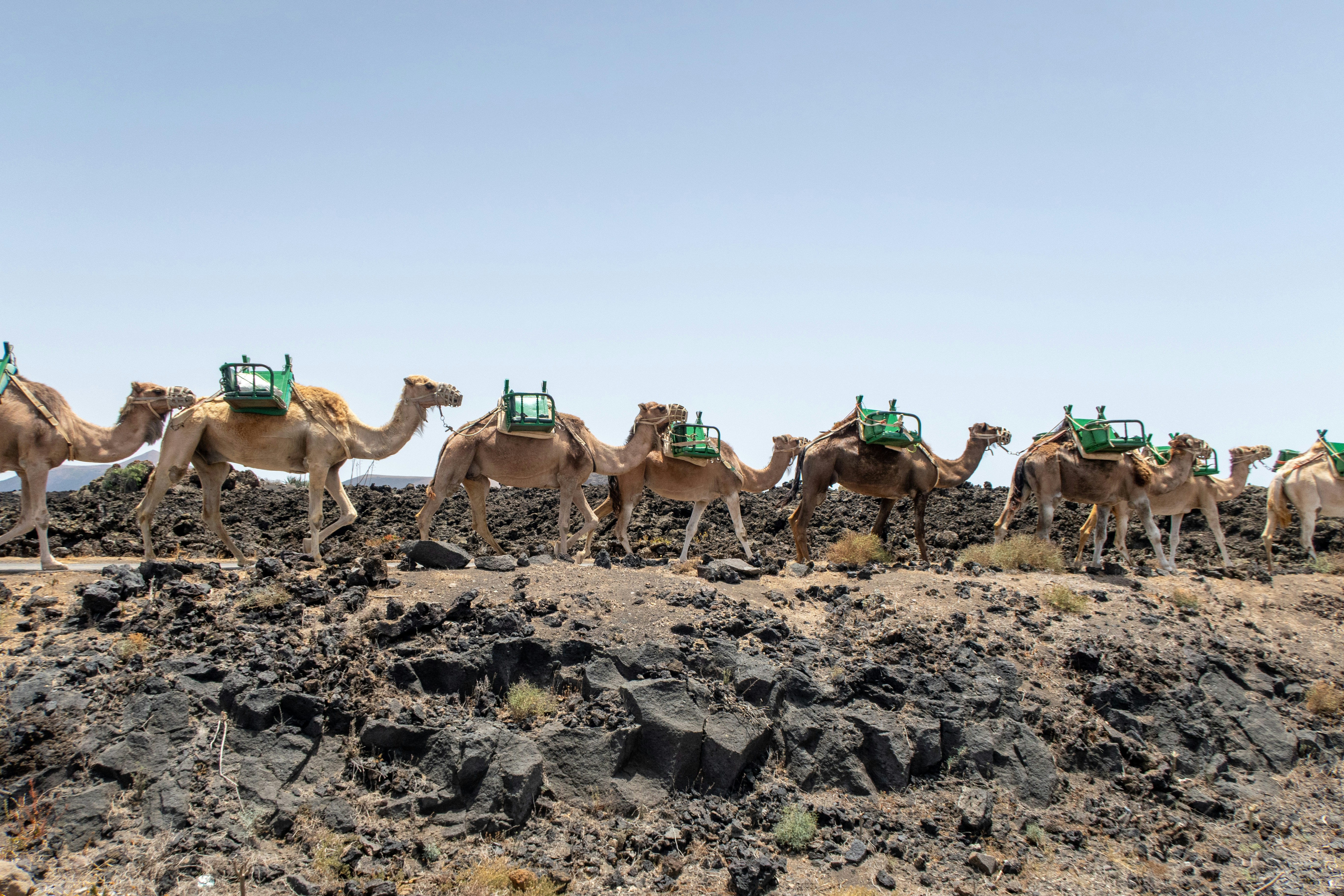 Camels walking across volcanic landscape - Free Photo on Unsplash