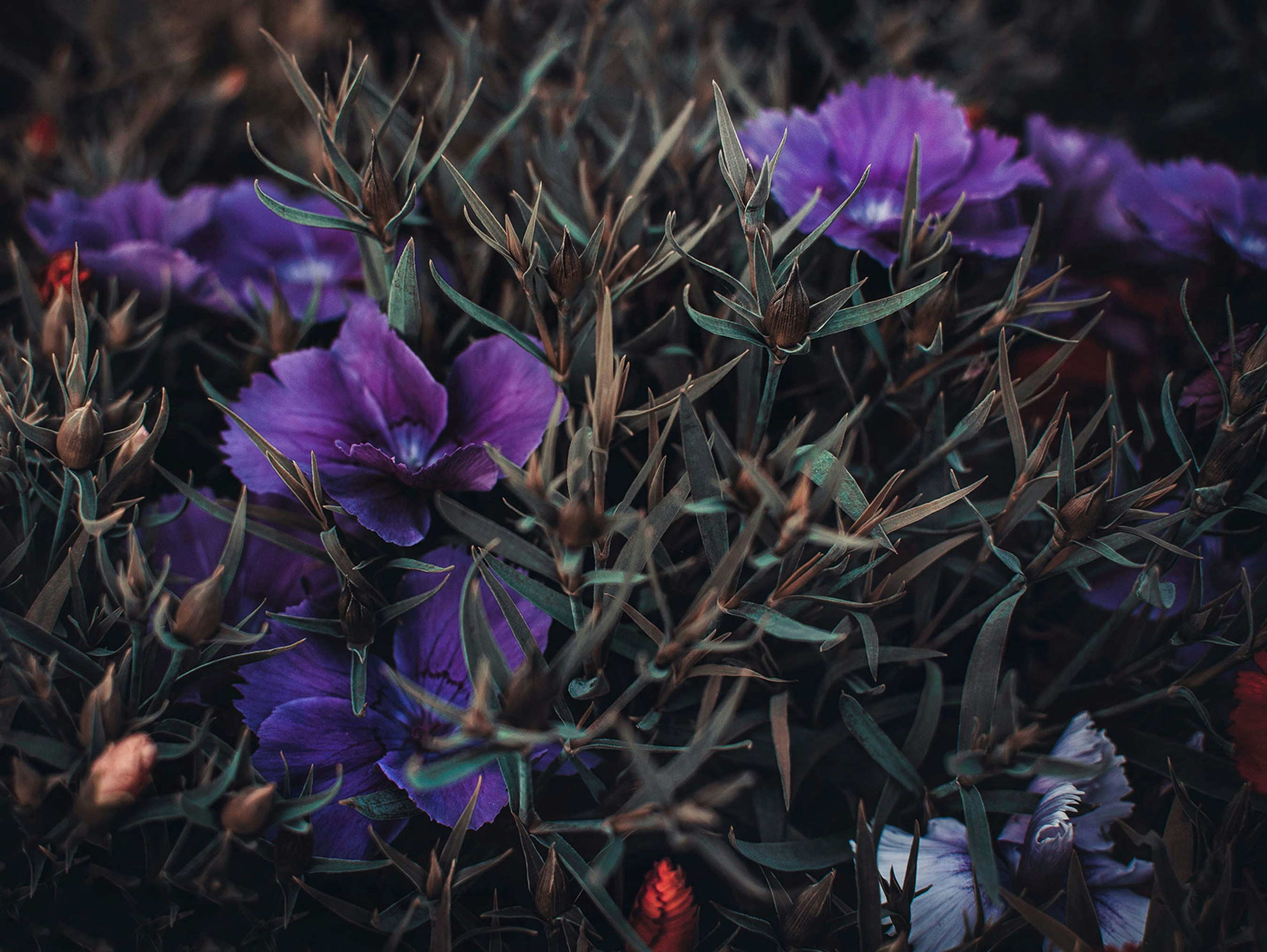 Vibrant purple dianthus flowers blooming among dark green foliage in a garden