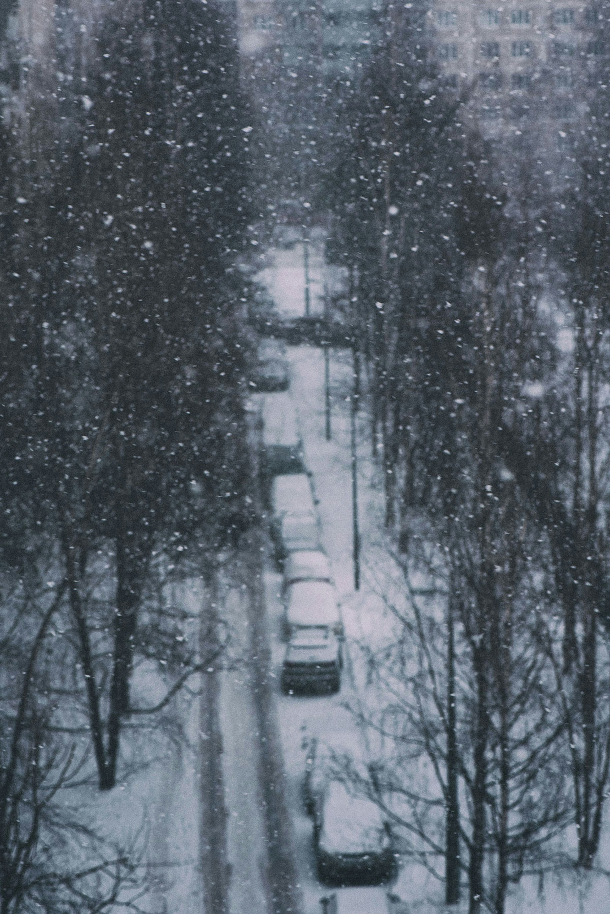 A snowy street lined with bare trees and parked cars during a snowfall