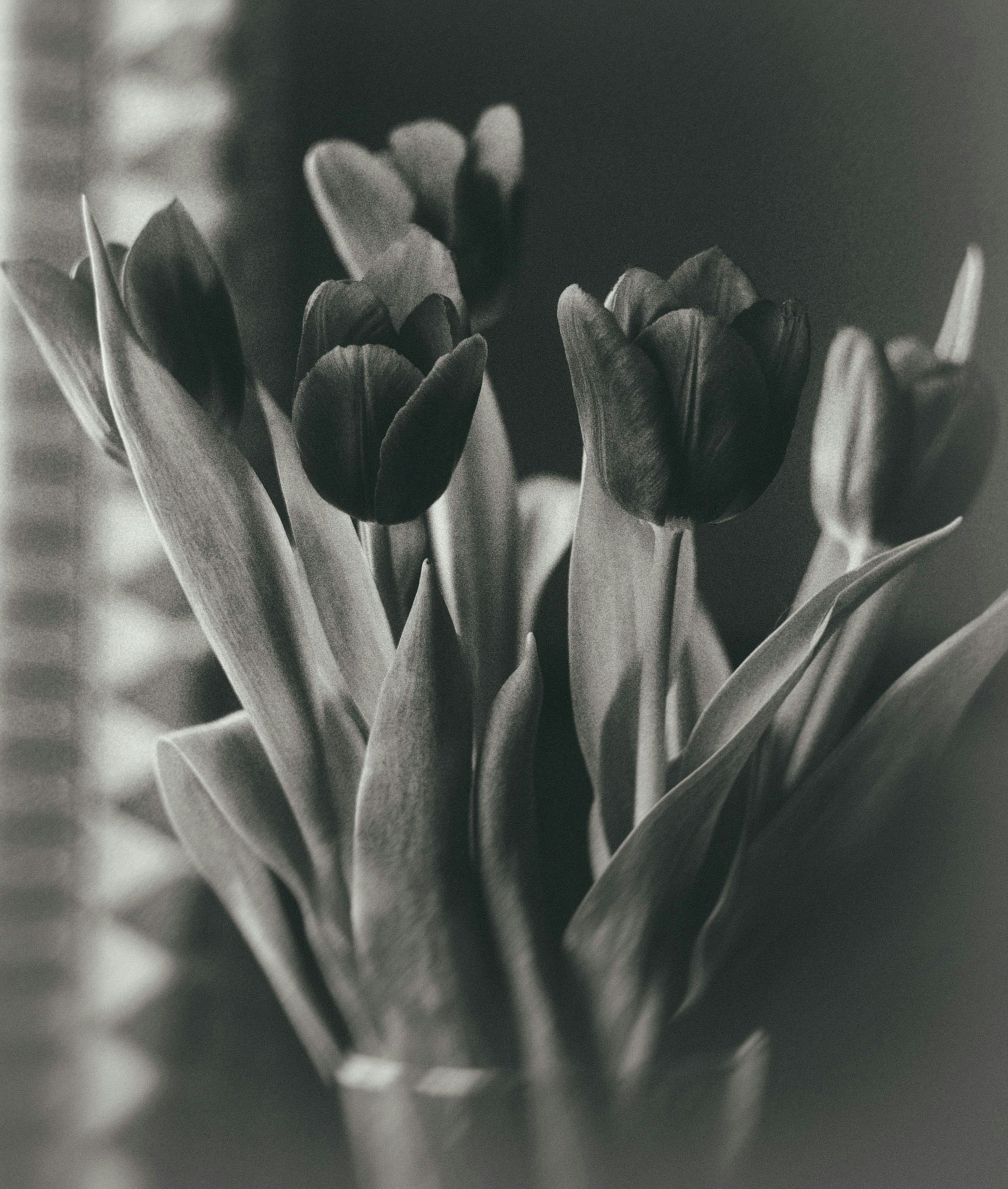 A bouquet of dark tulips with long green leaves in a glass vase