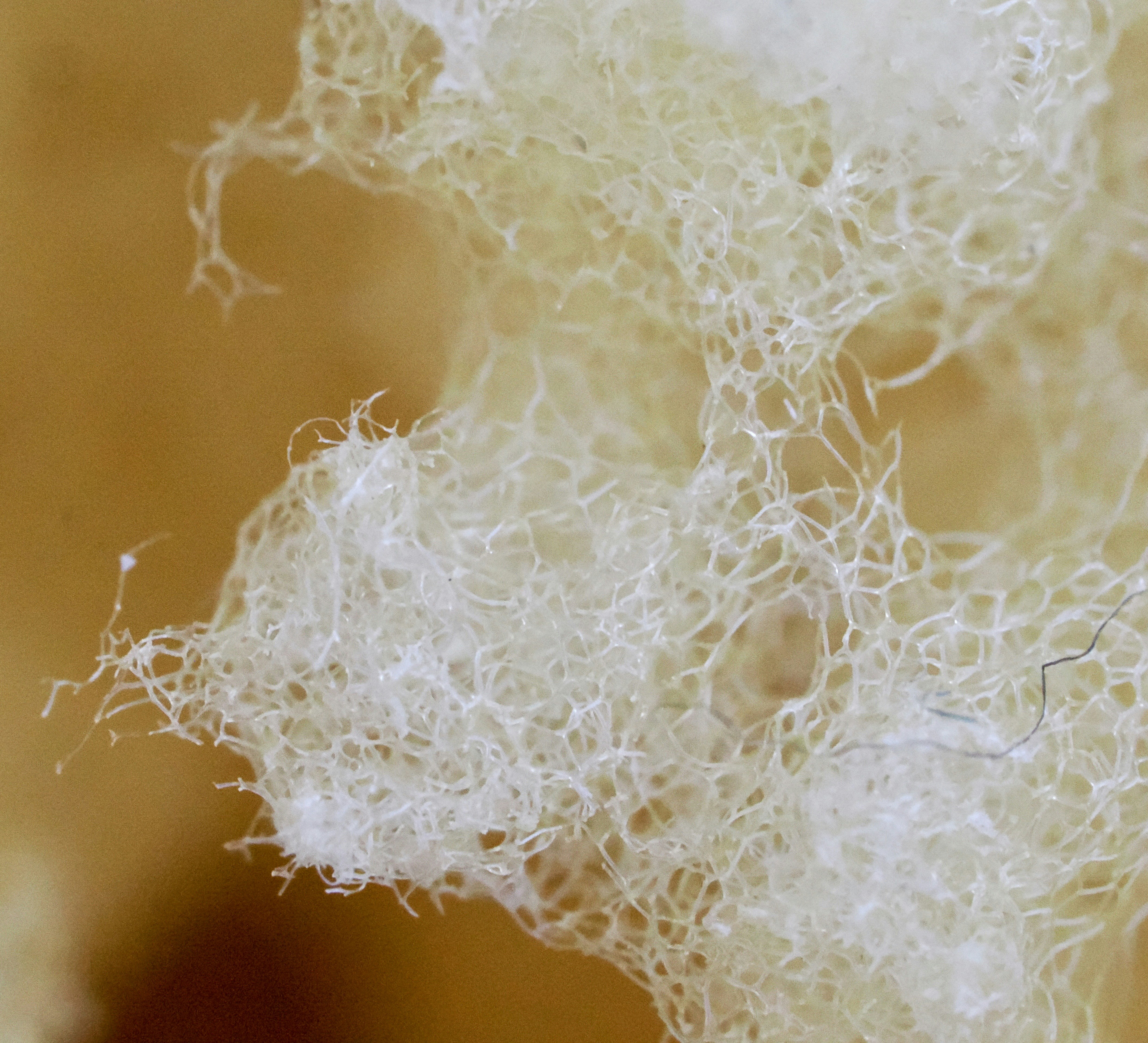 Porous white fibrous texture - Free Photo on Unsplash