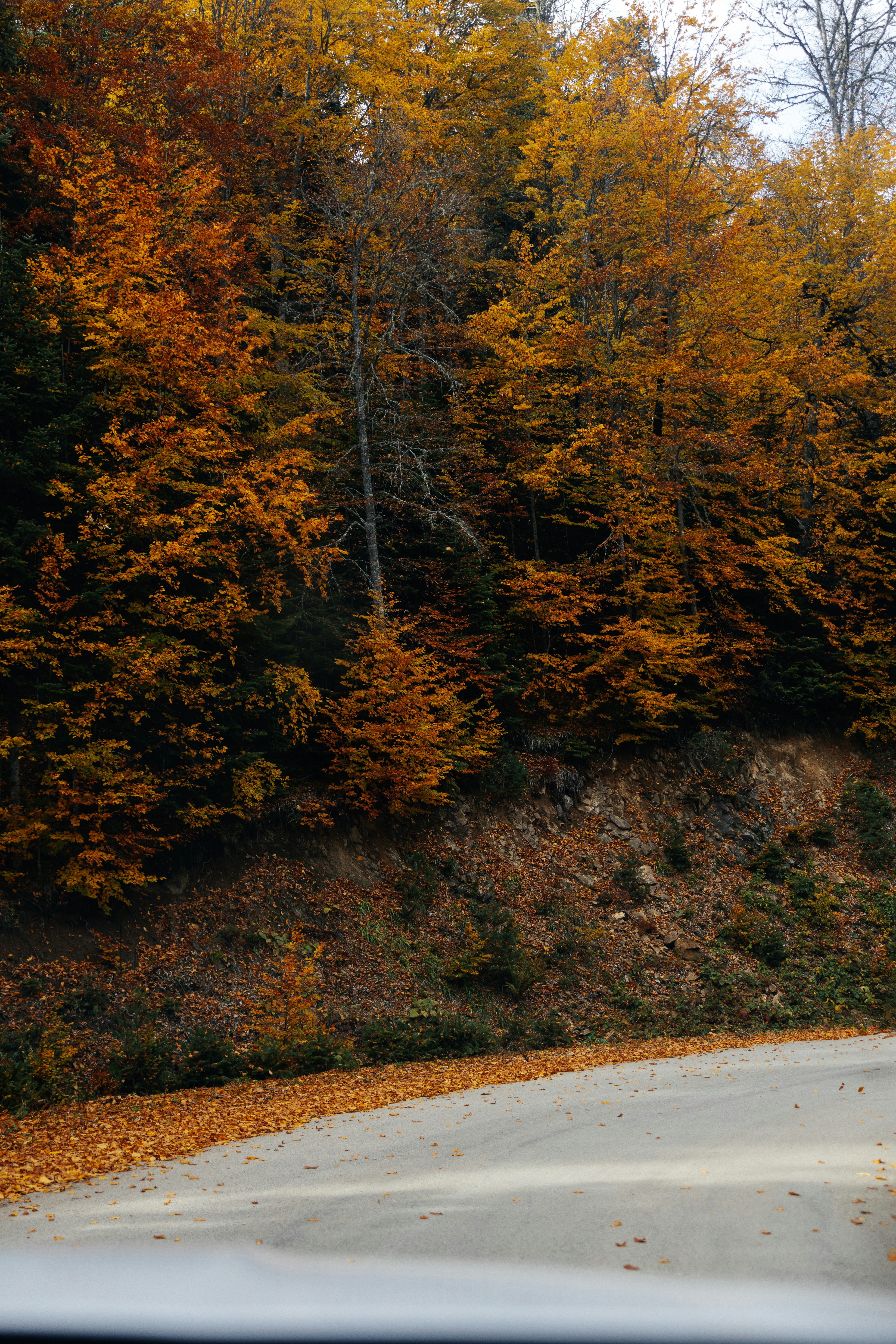 A winding road beside a steep bank covered in vibrant autumn foliage