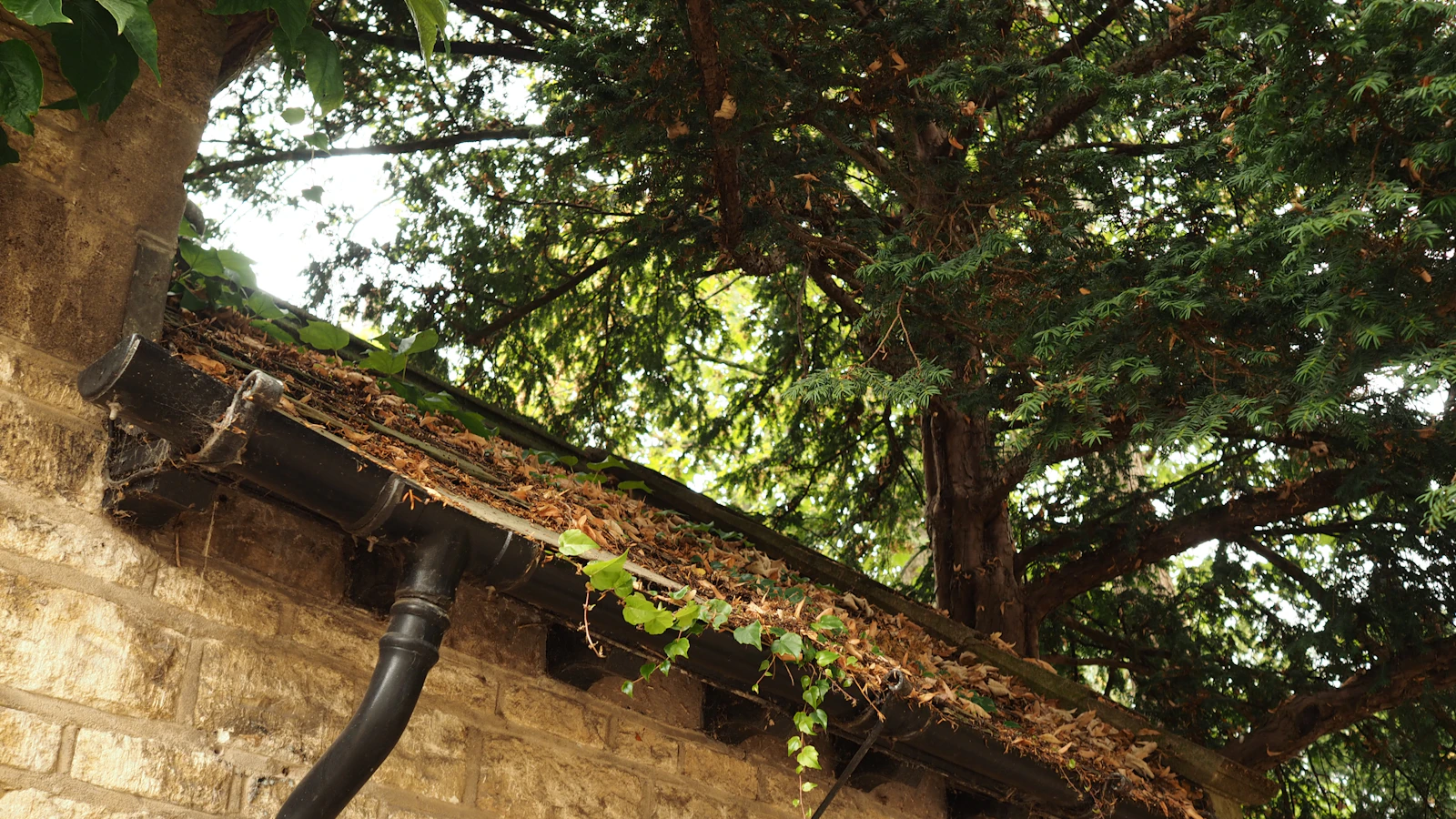 Gutter cleaning in Eugene, OR — technician removing debris from residential gutters
