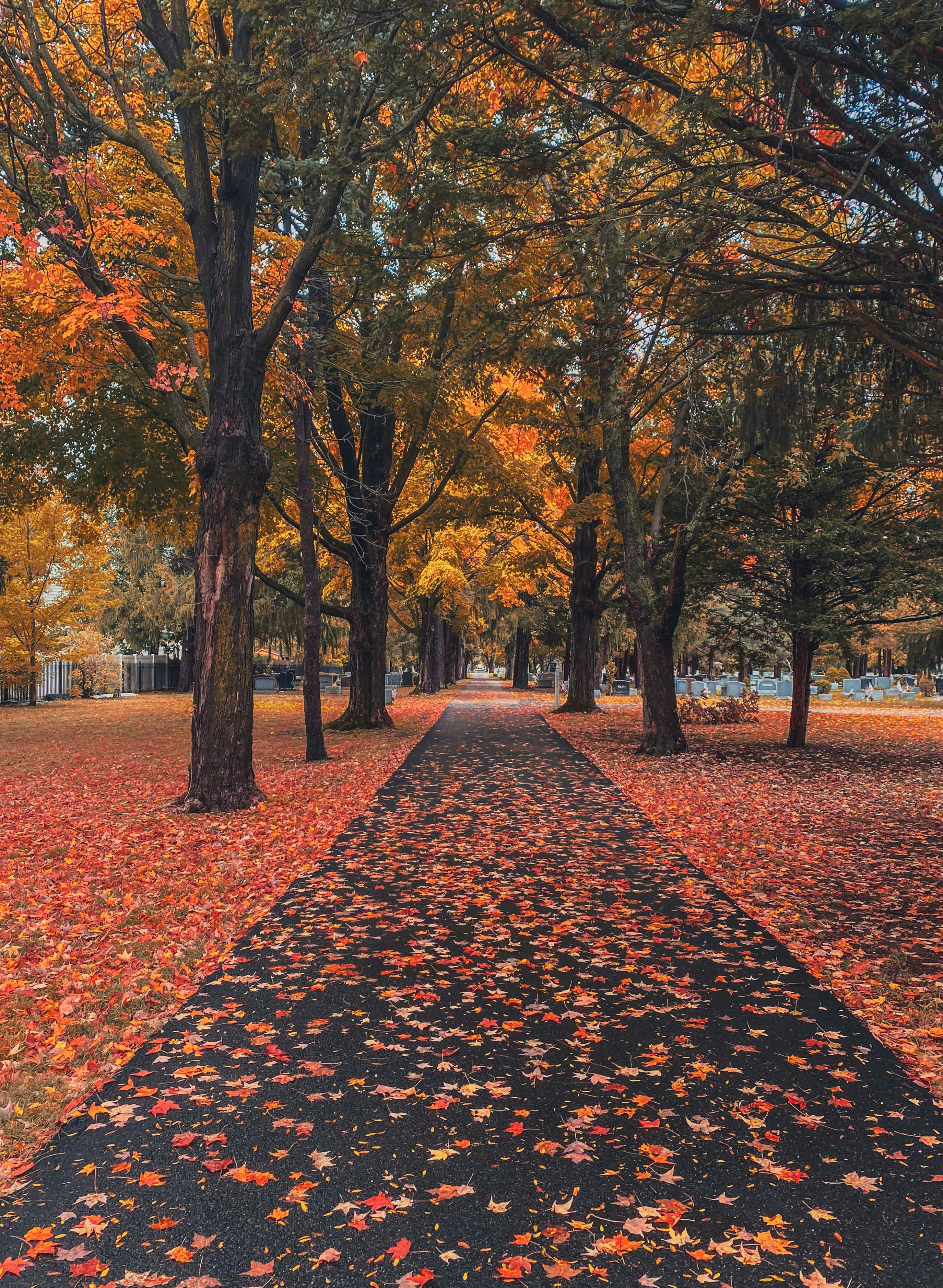 Paved path through autumn cemetery - Free Photo on Unsplash