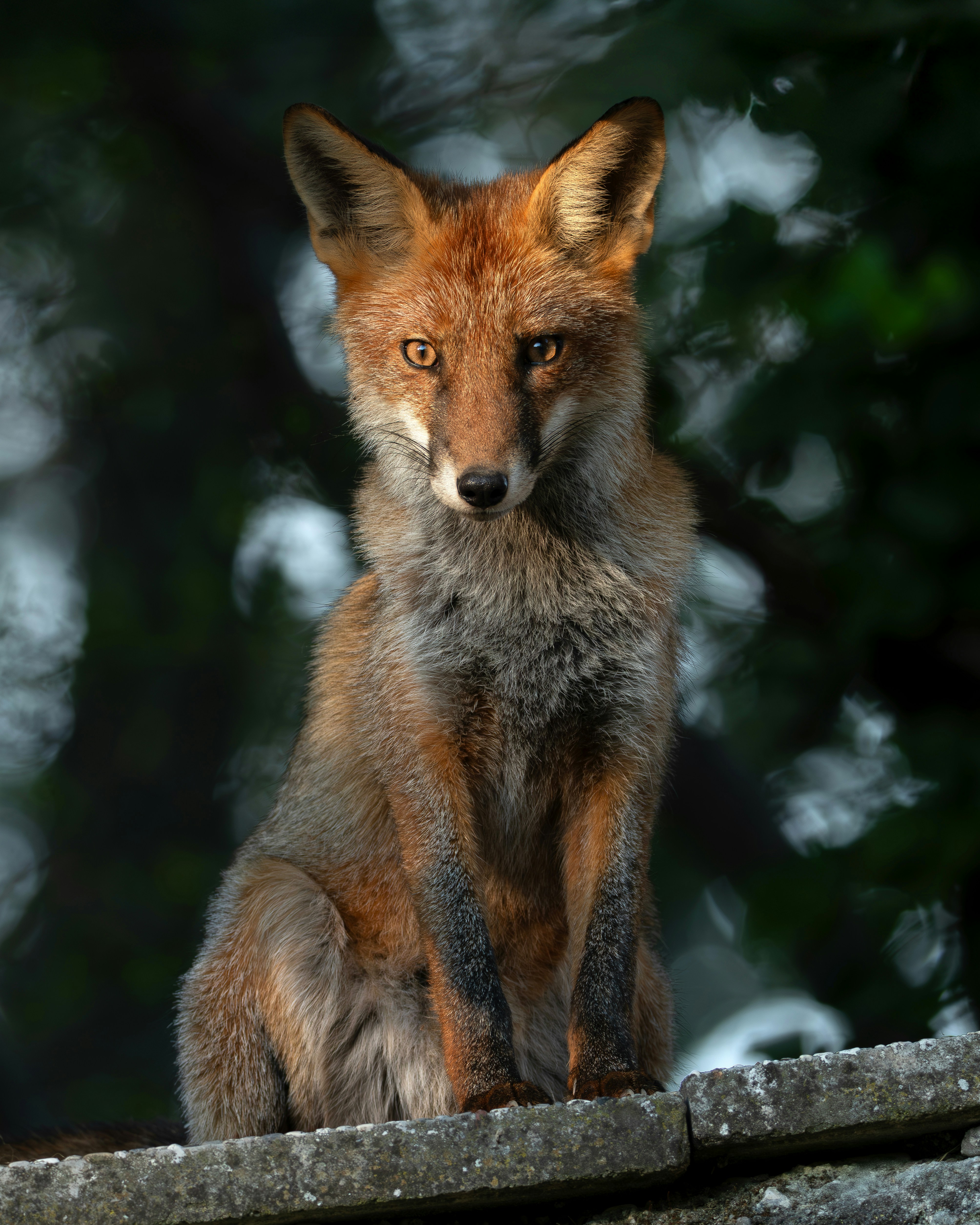 Red fox on stone wall - Free Photo on Unsplash