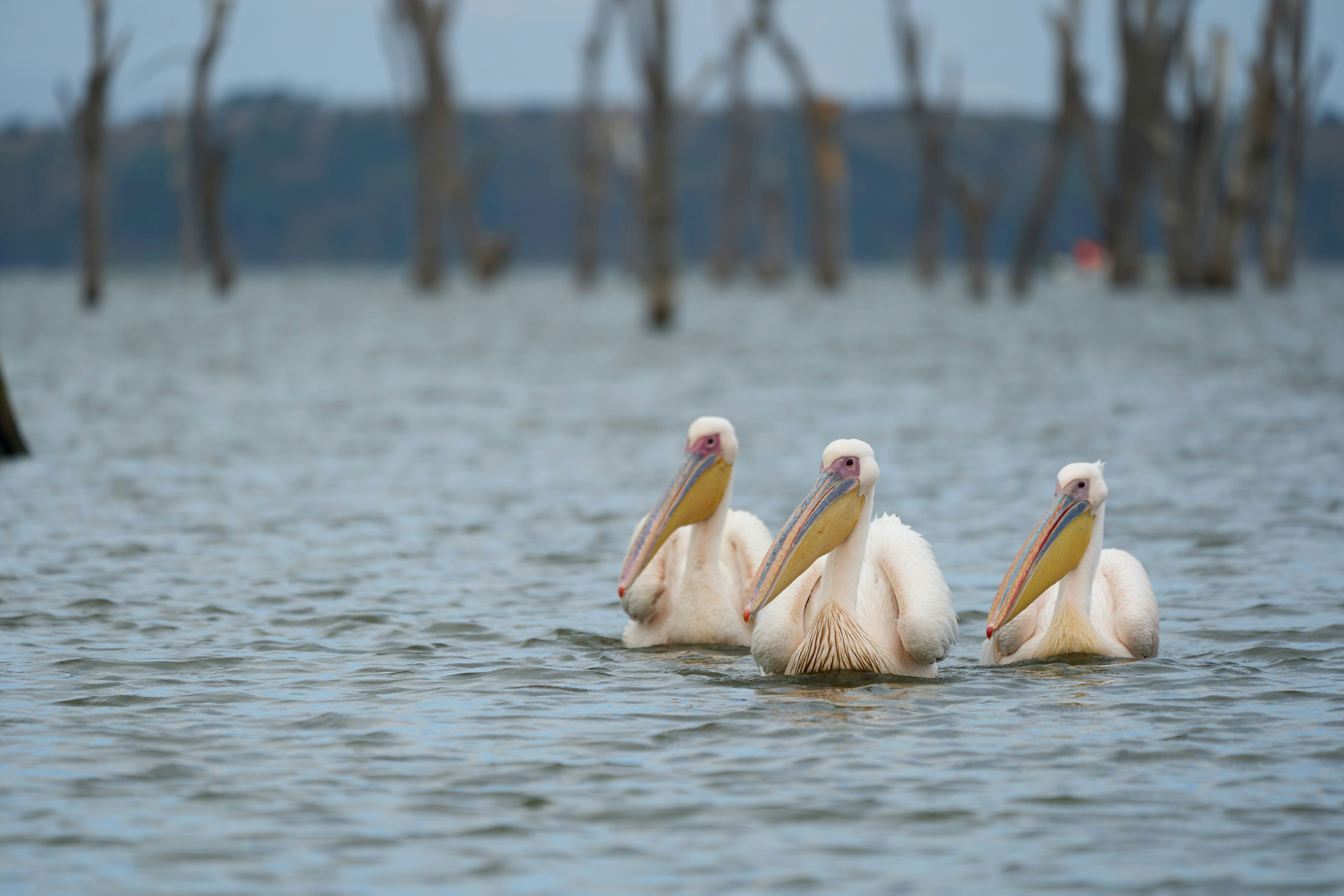 Three great white pelicans swimming in a lake with dead trees in the background