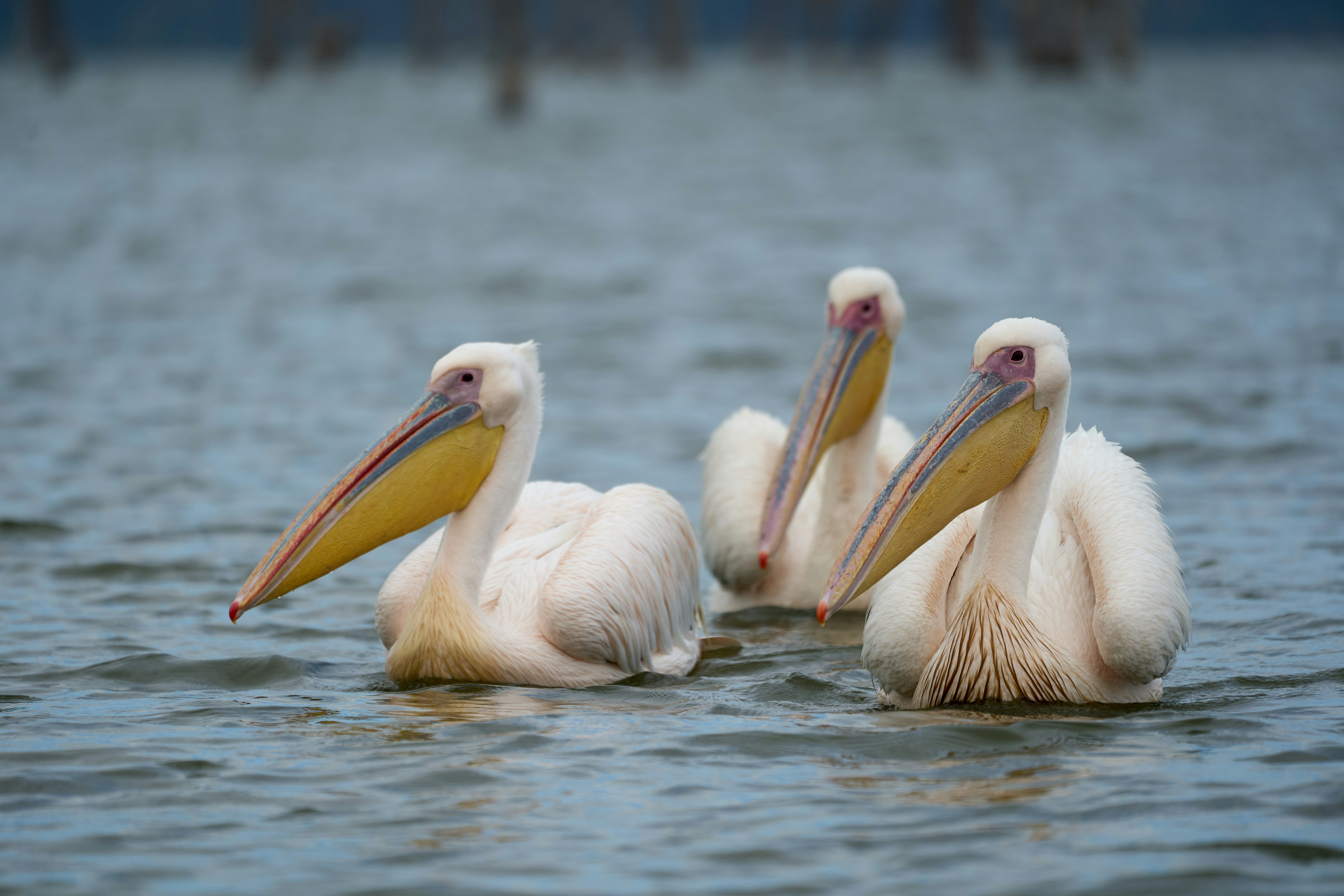 Three great white pelicans swimming together on calm lake water