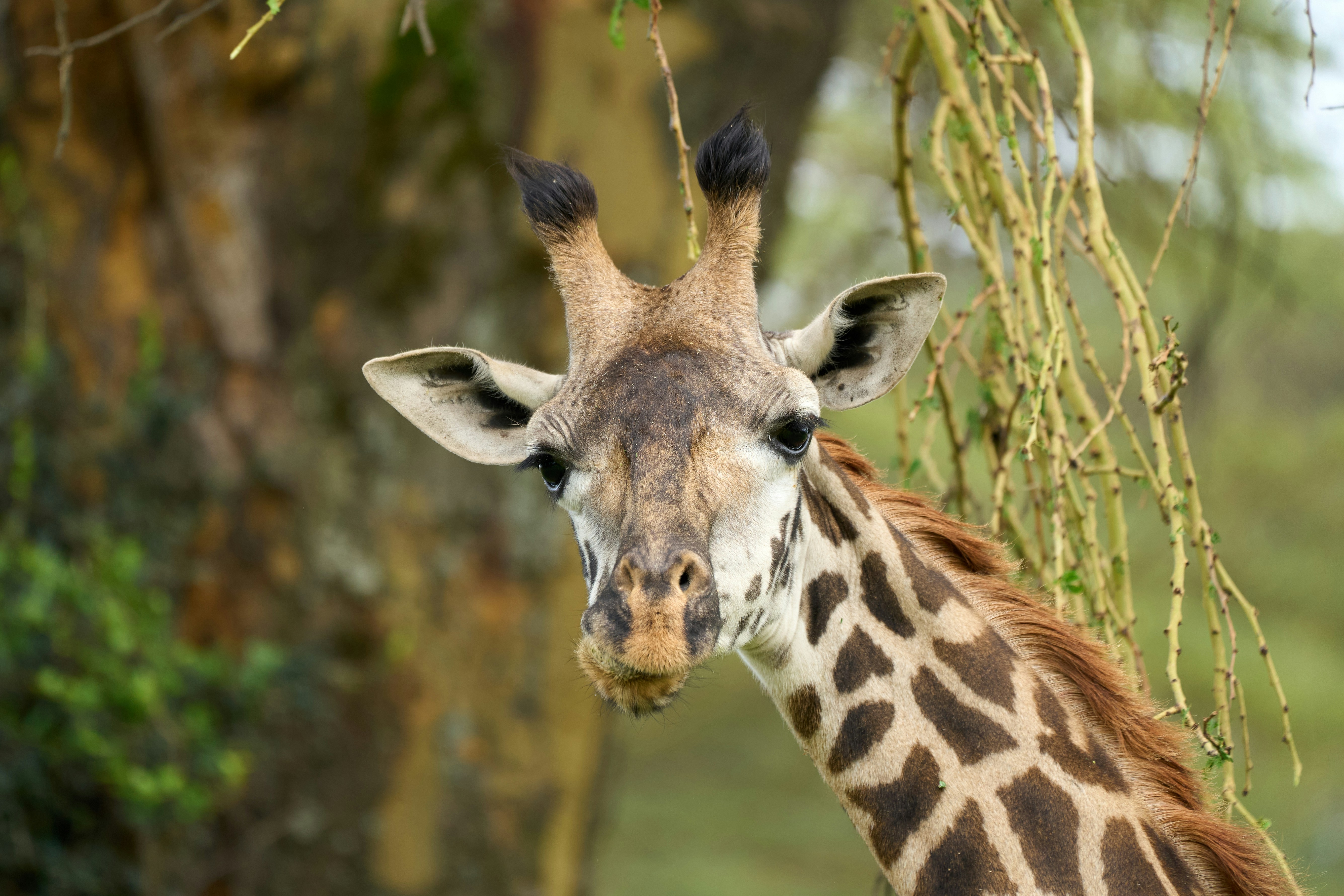 A giraffe head and neck in front of a blurred acacia tree