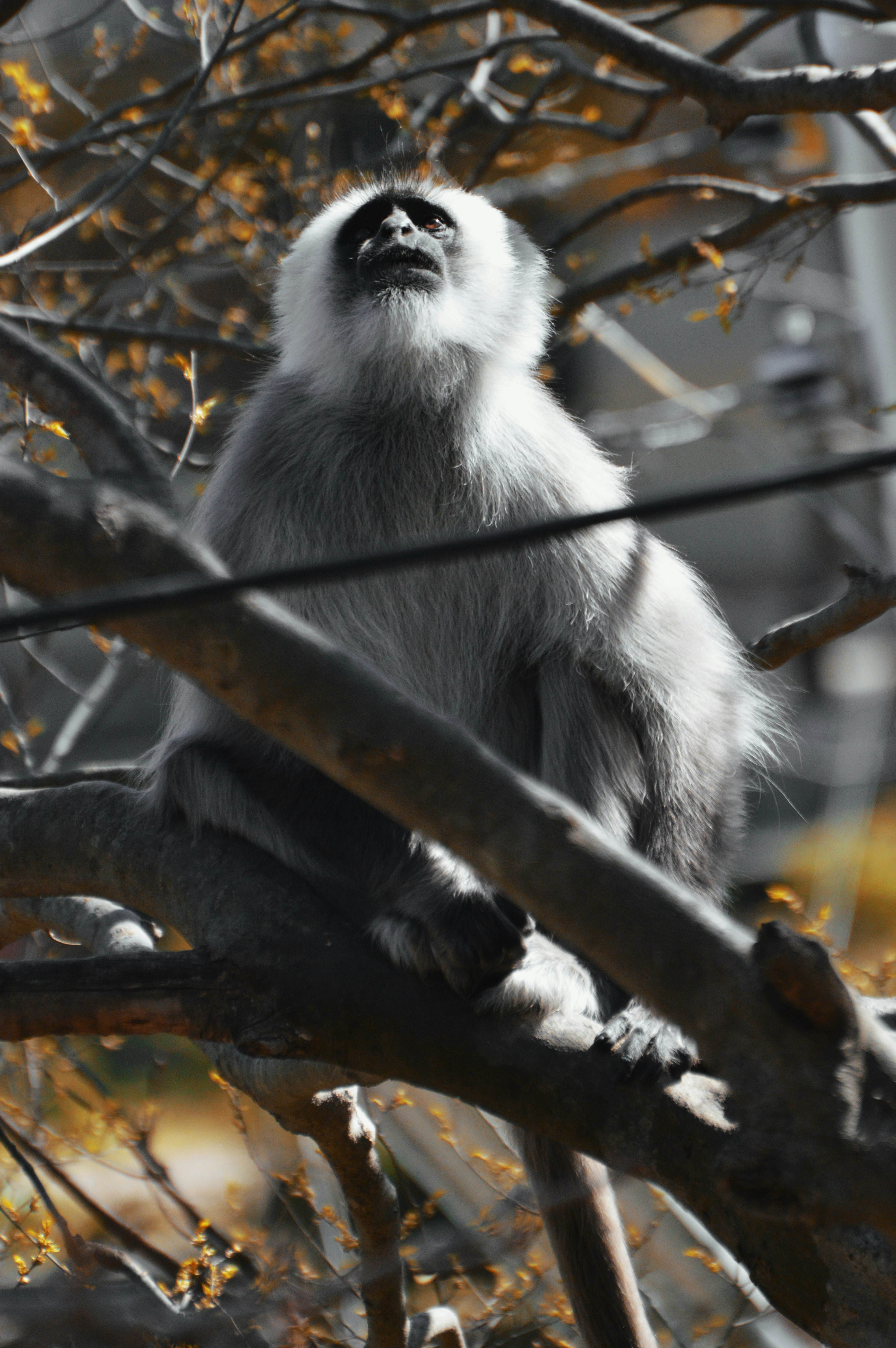 A grey langur monkey perched on a tree branch looking upward