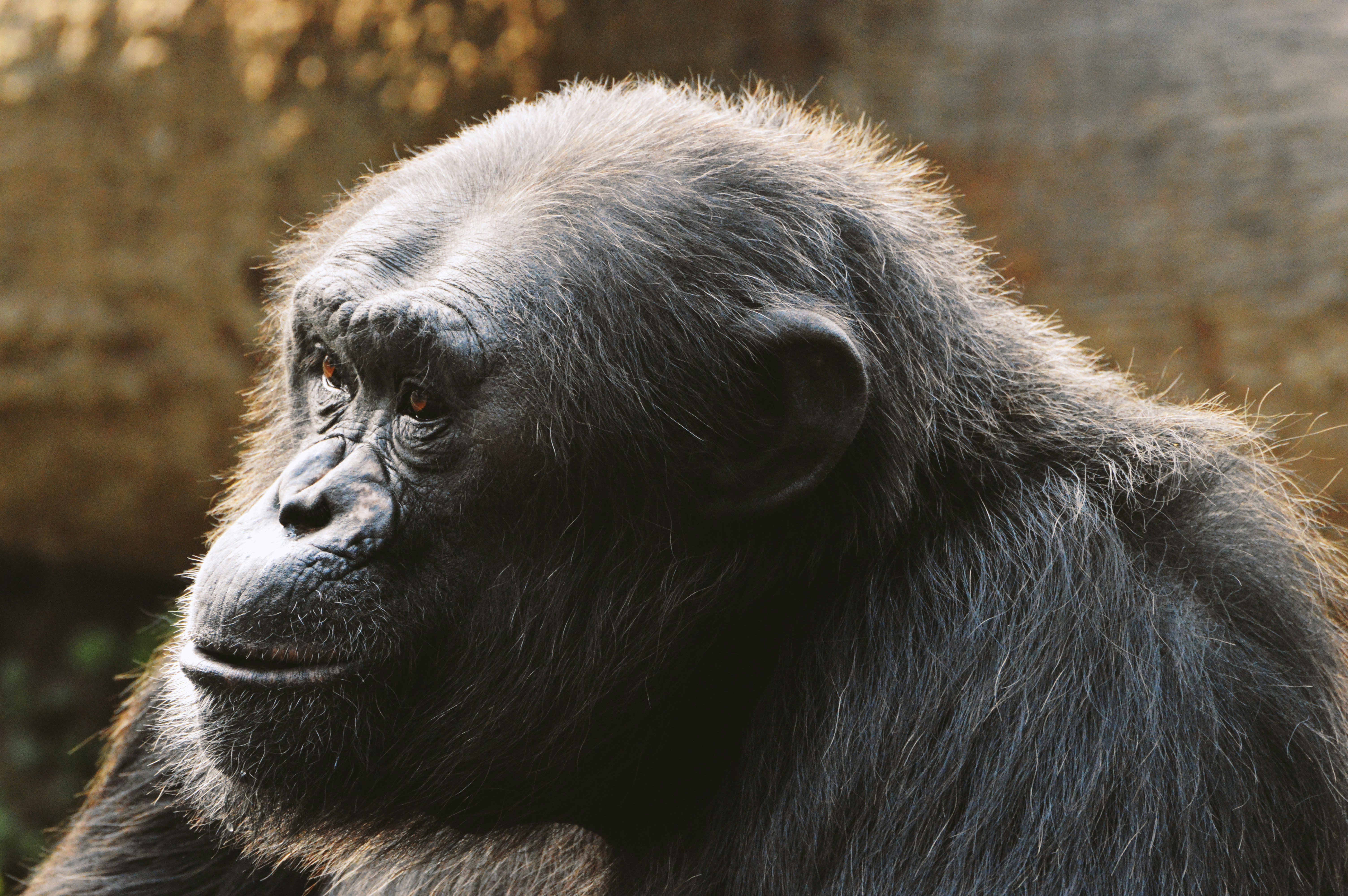 Profile view of a chimpanzee with dark fur and amber eyes