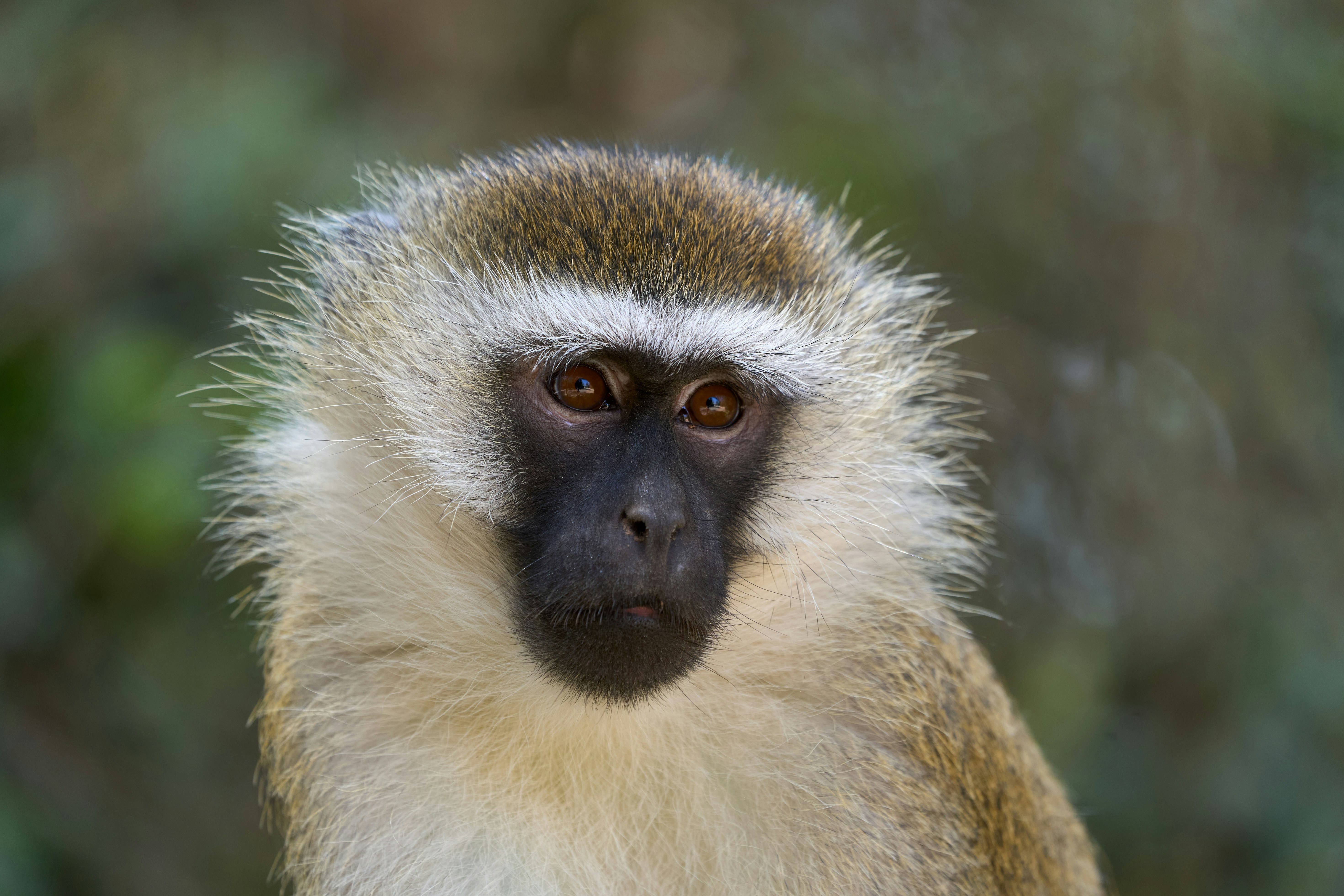 A vervet monkey with a dark face and light fur against a blurred background