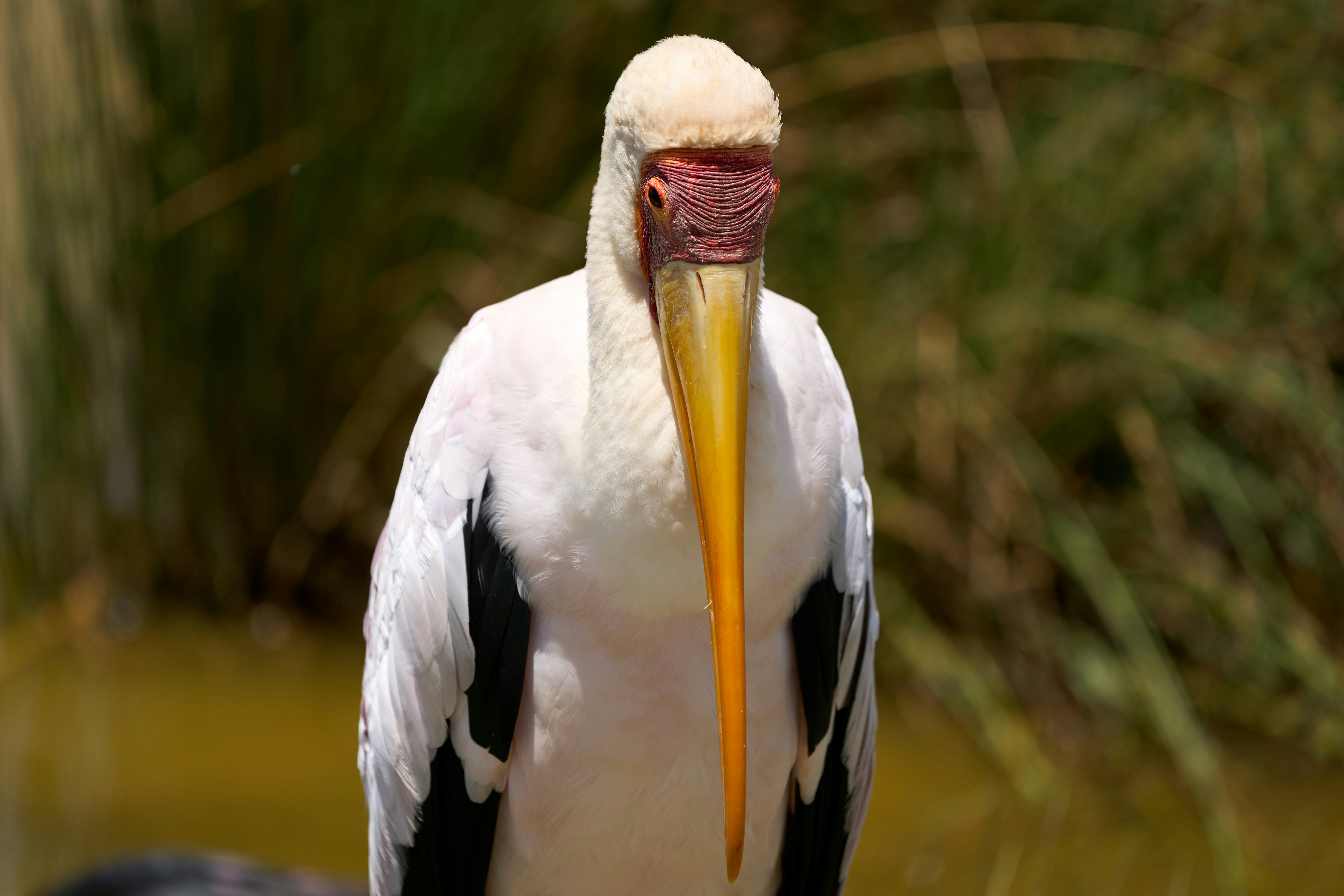A yellow-billed stork with white plumage and a red face against blurred greenery