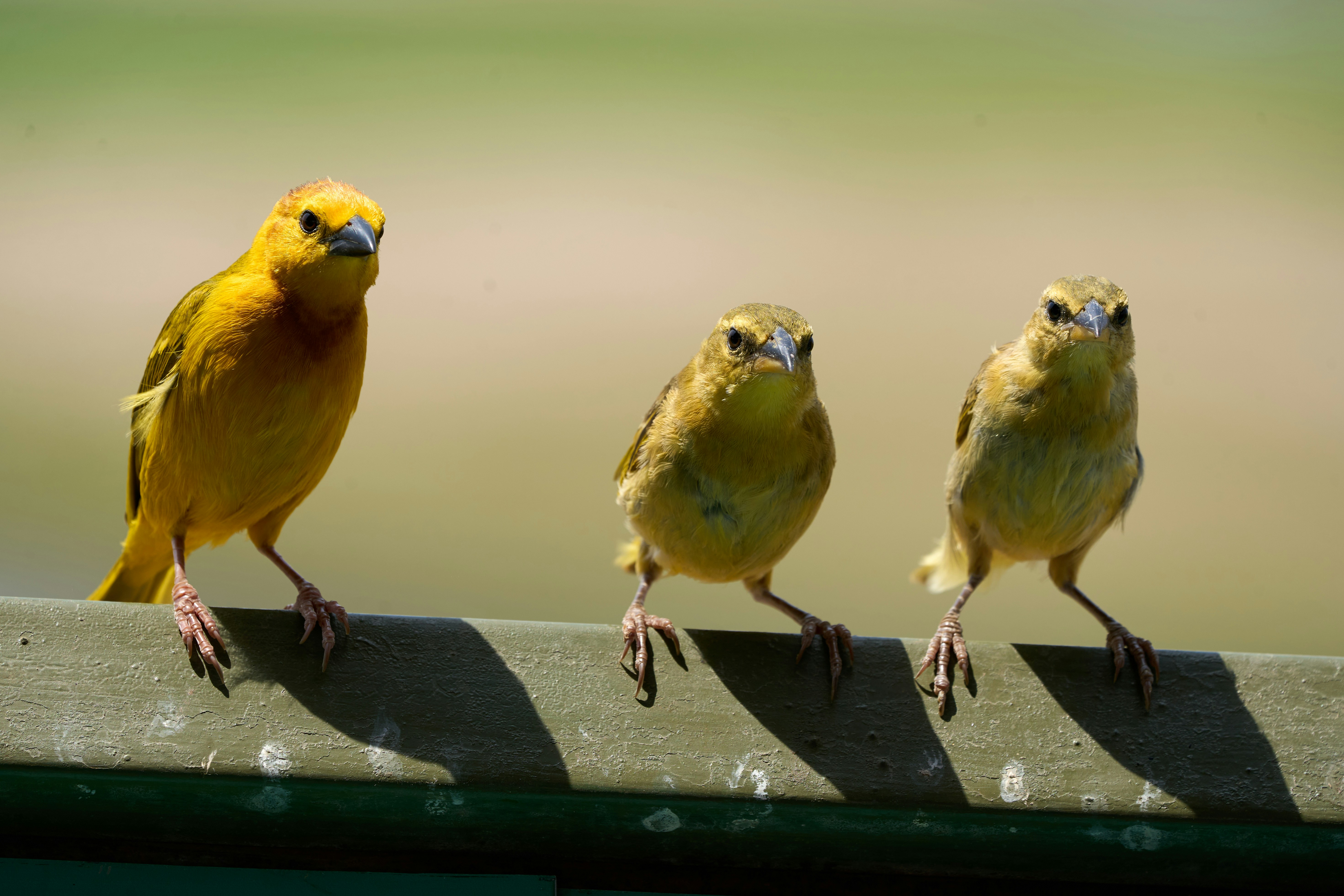 Three yellow birds perched on a green metal railing against a blurred background