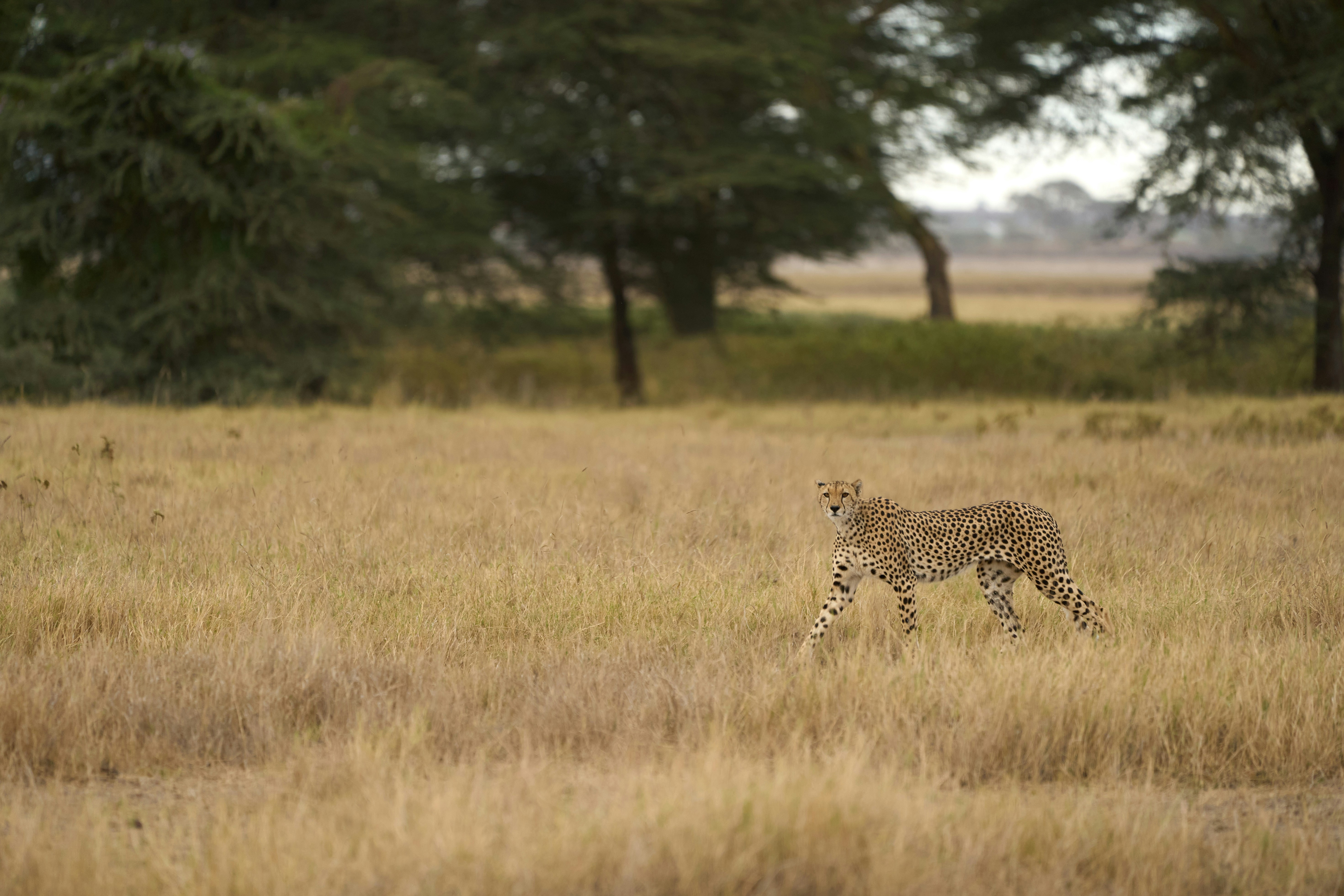 A cheetah walking through tall dry grass in a savanna with scattered trees