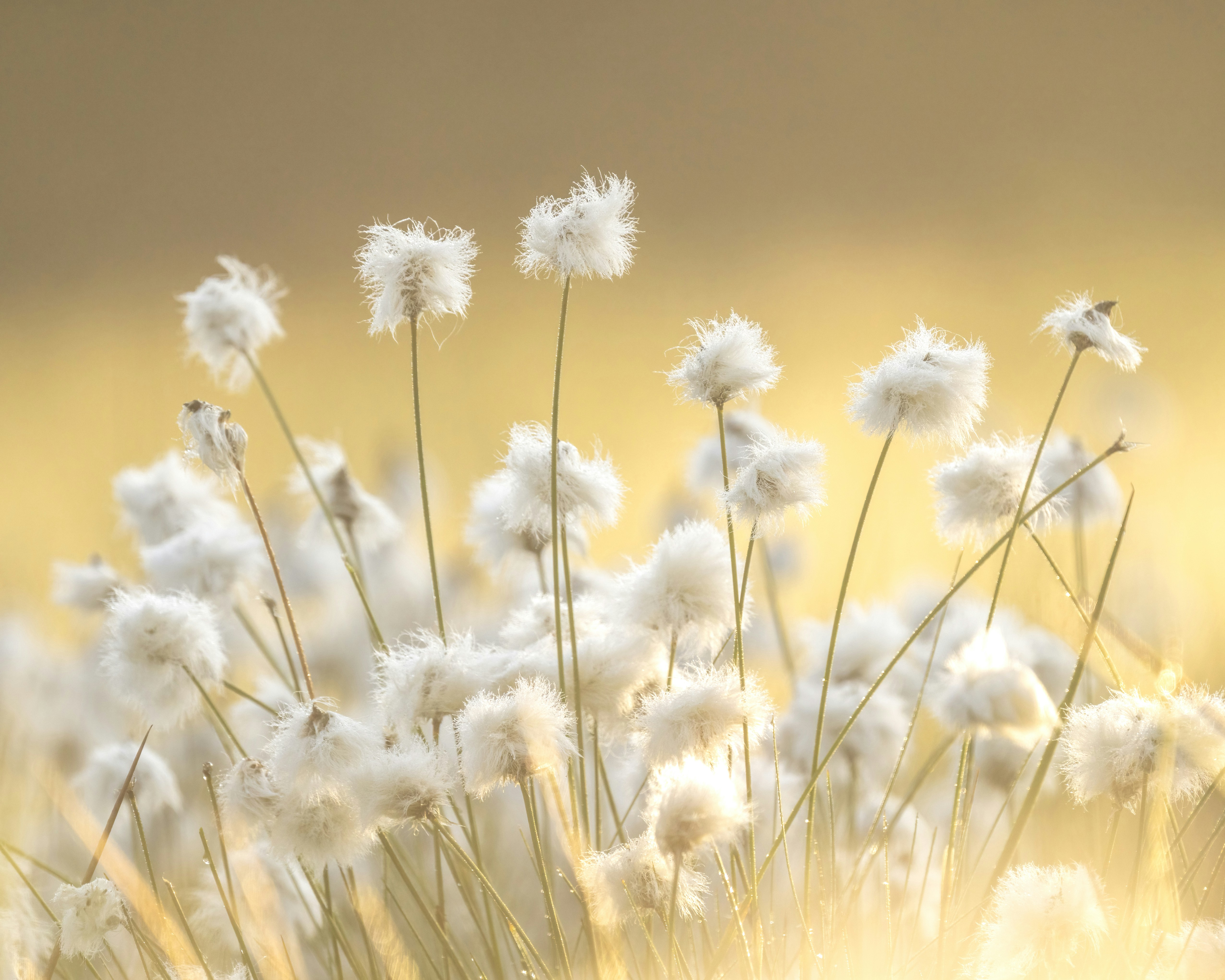 Cotton grass in golden light - Free Photo on Unsplash
