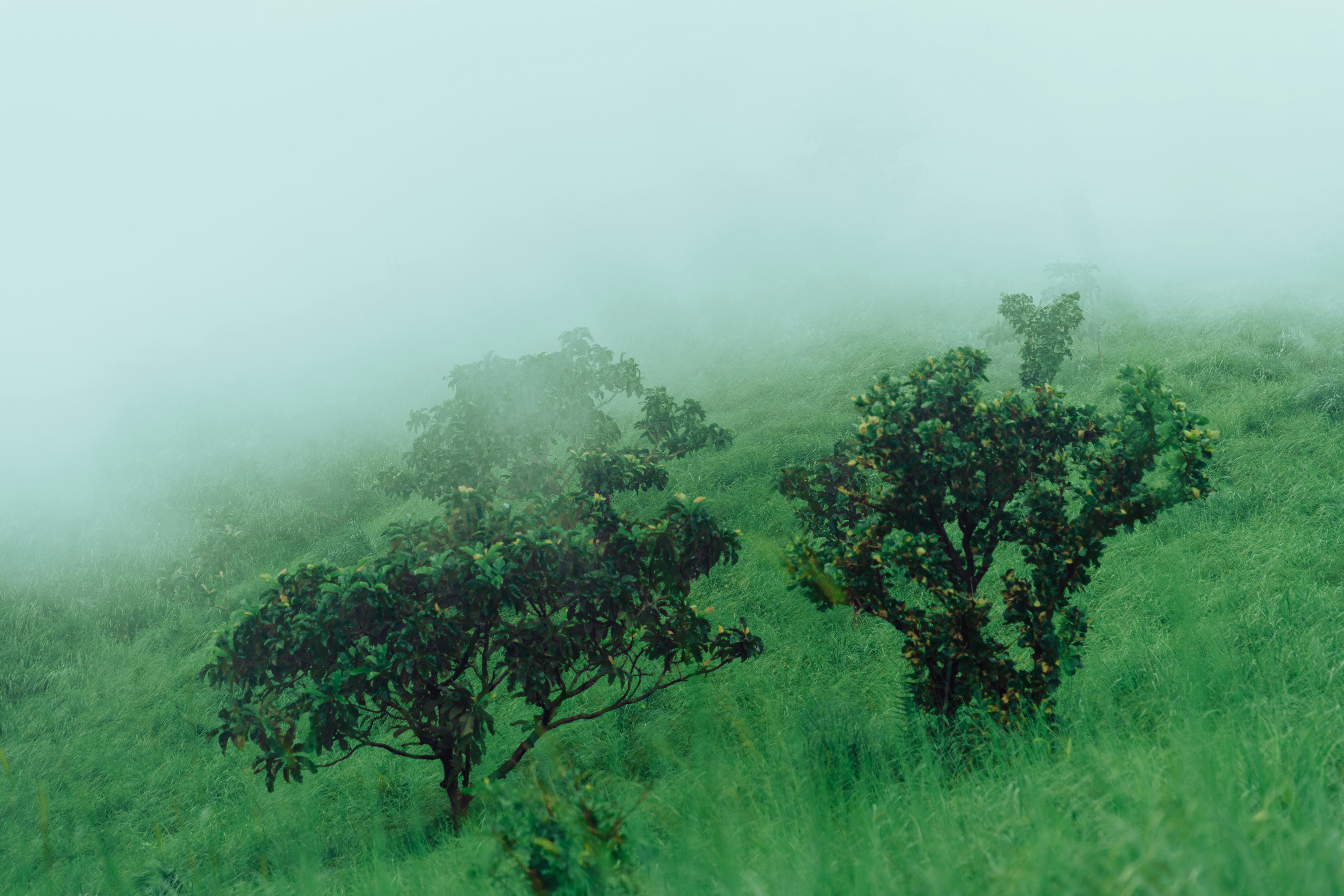 Small trees on a grassy hillside shrouded in thick rolling fog