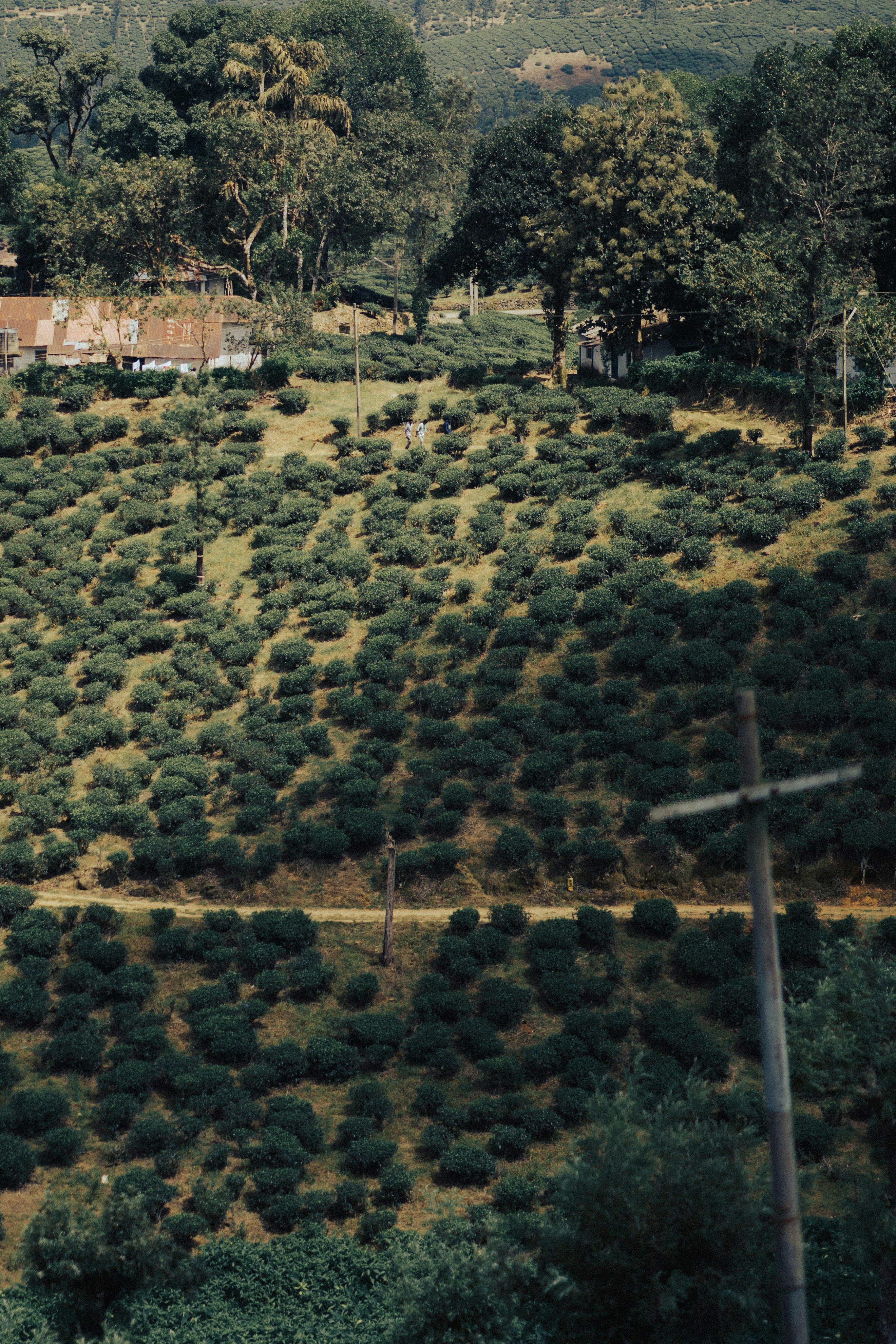 Rows of tea bushes on a hillside with trees and small buildings