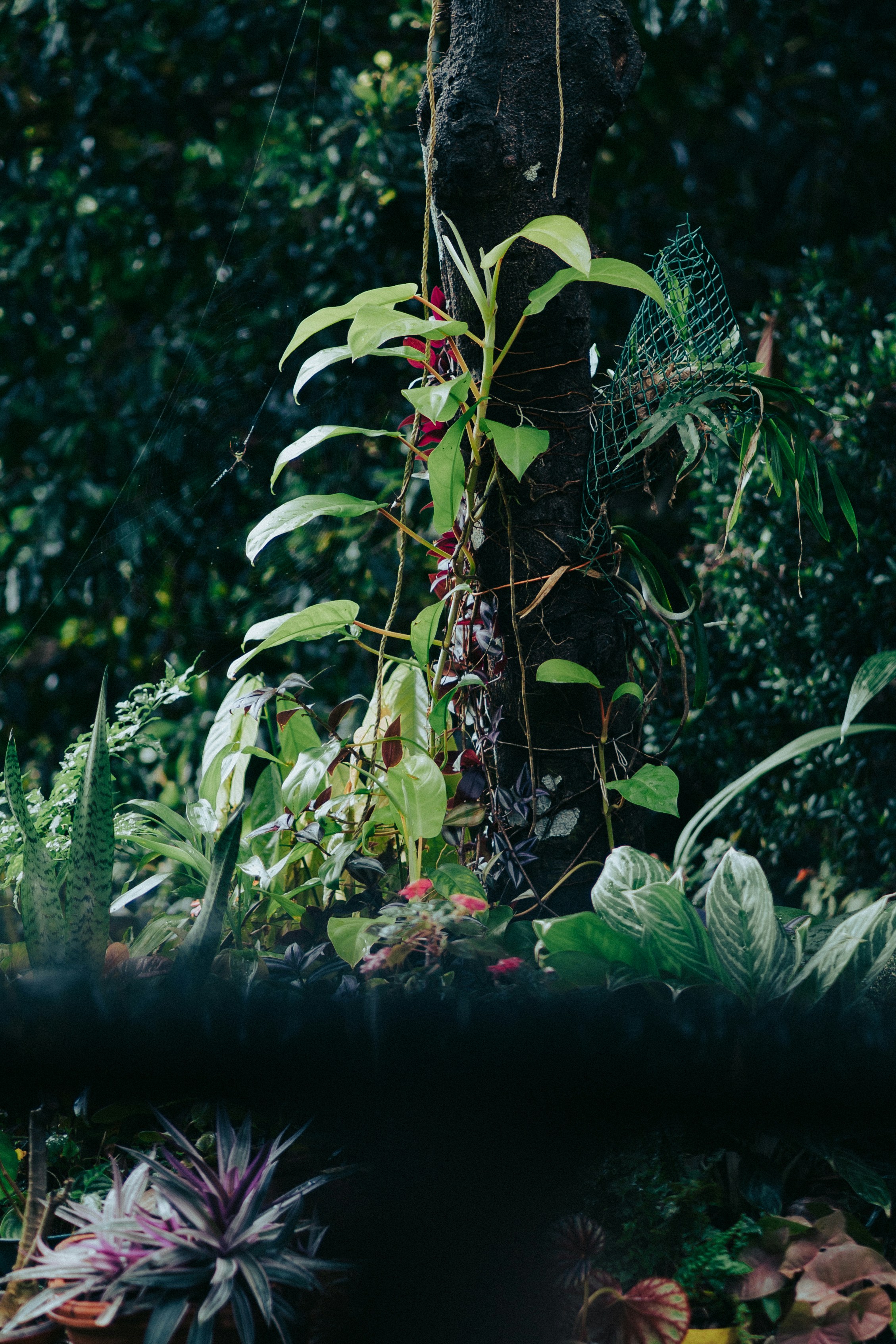 A tree trunk covered in climbing plants and foliage in a lush garden