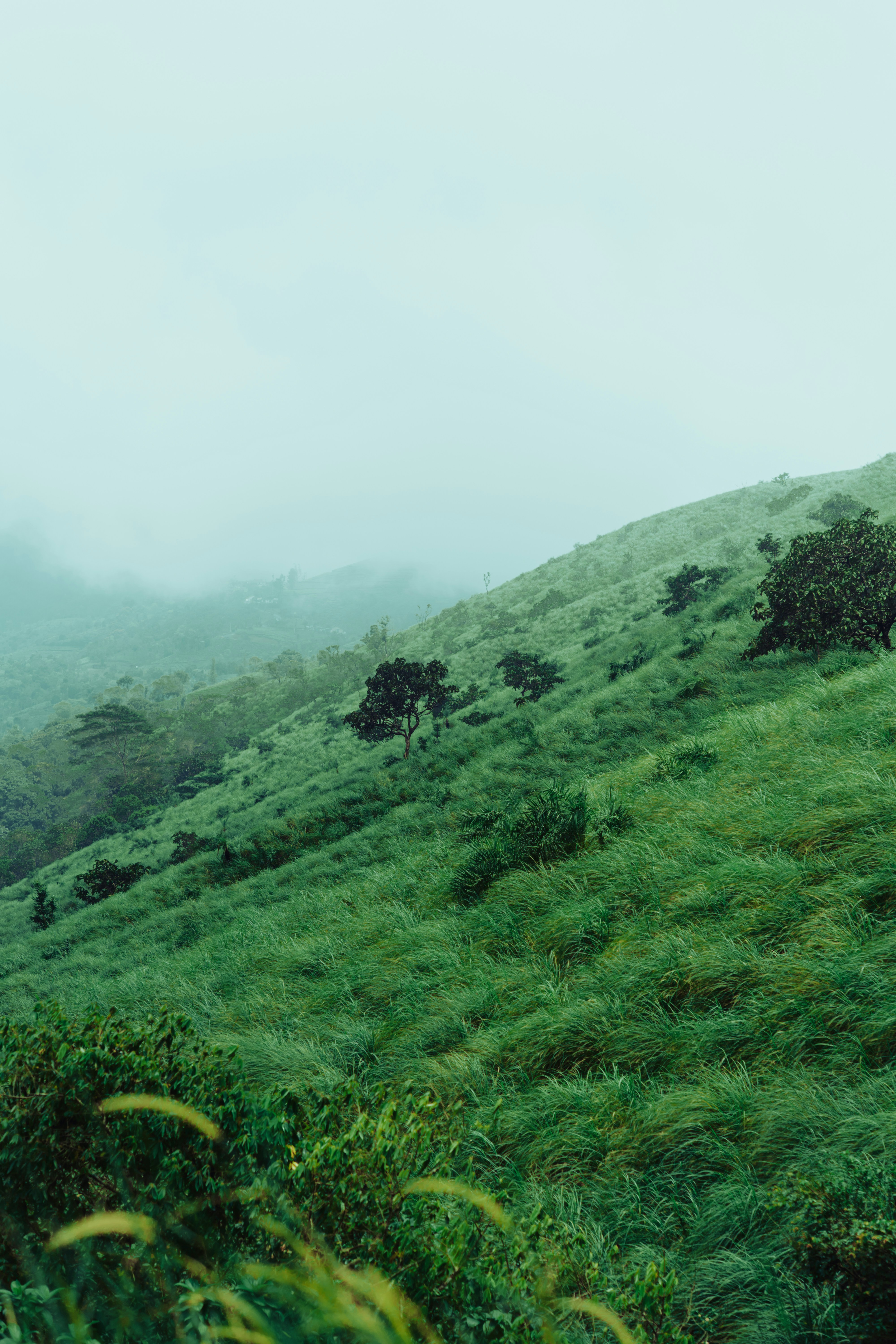 A grassy hillside with scattered trees under a thick layer of low mist