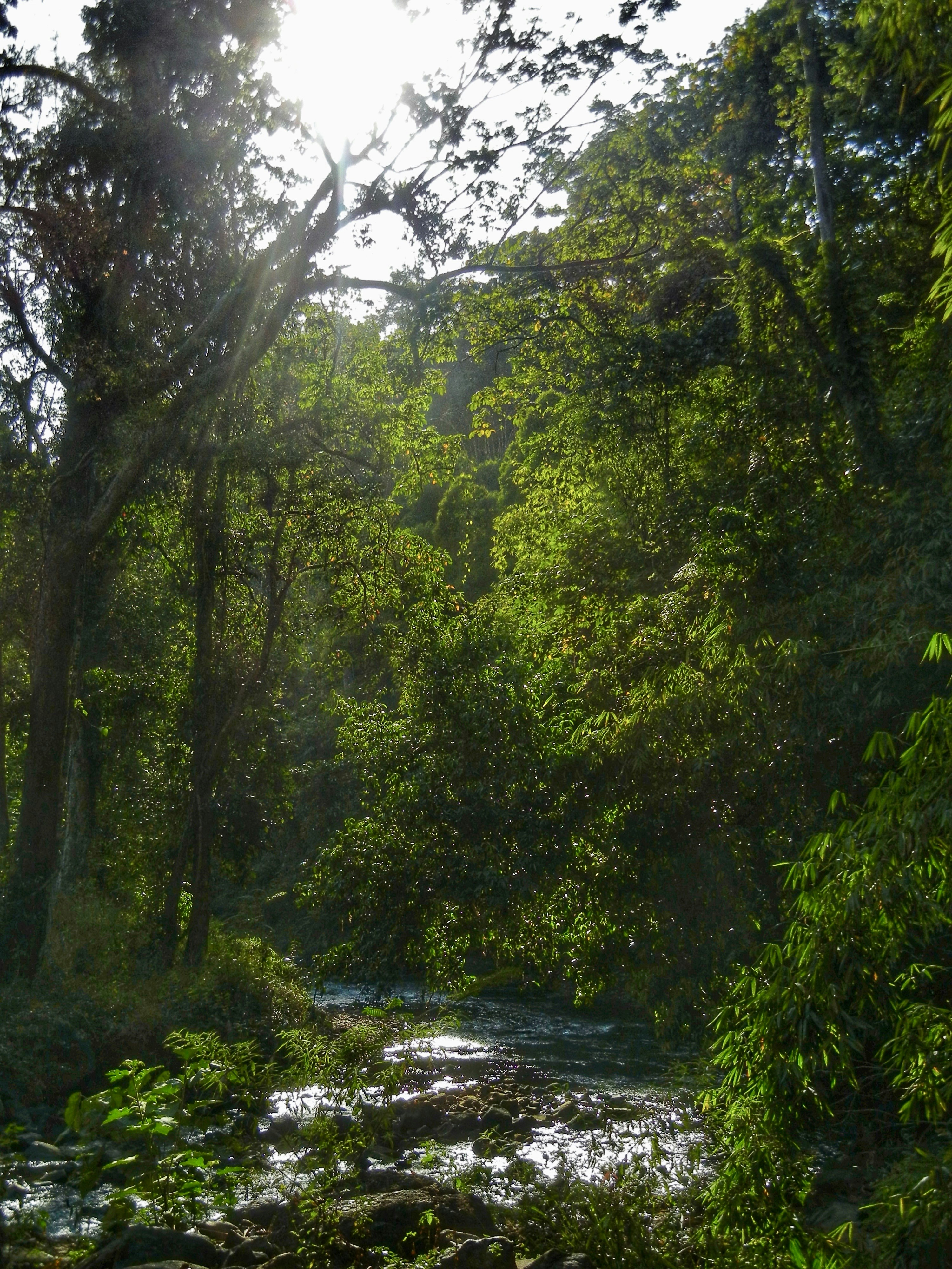 Sebuah aliran sungai yang mengalir melalui hutan lebat dengan cahaya yang menembus kanopi