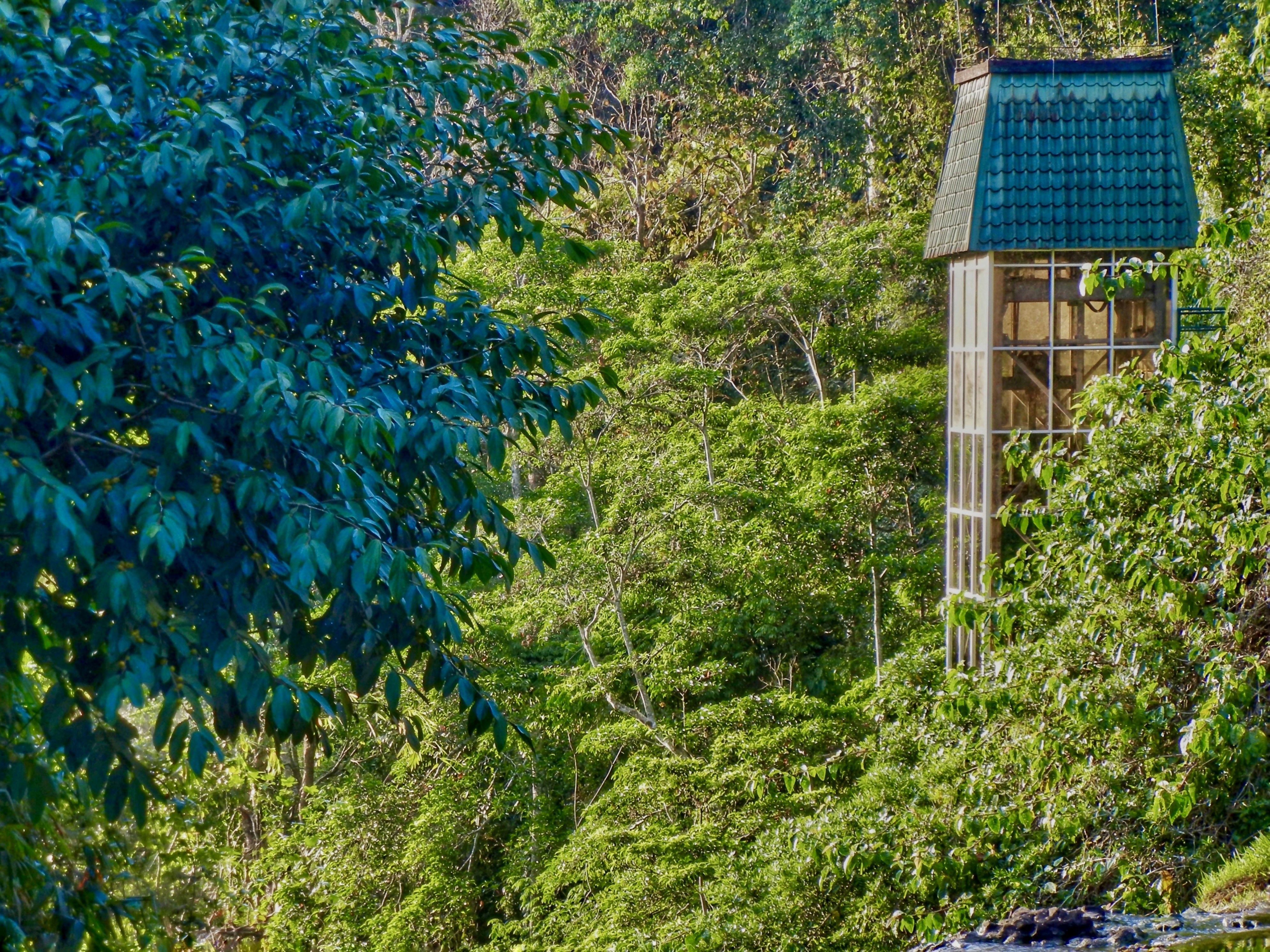 Menara lift kaca tinggi dengan atap hijau yang menjulang di atas dedaunan hutan lebat