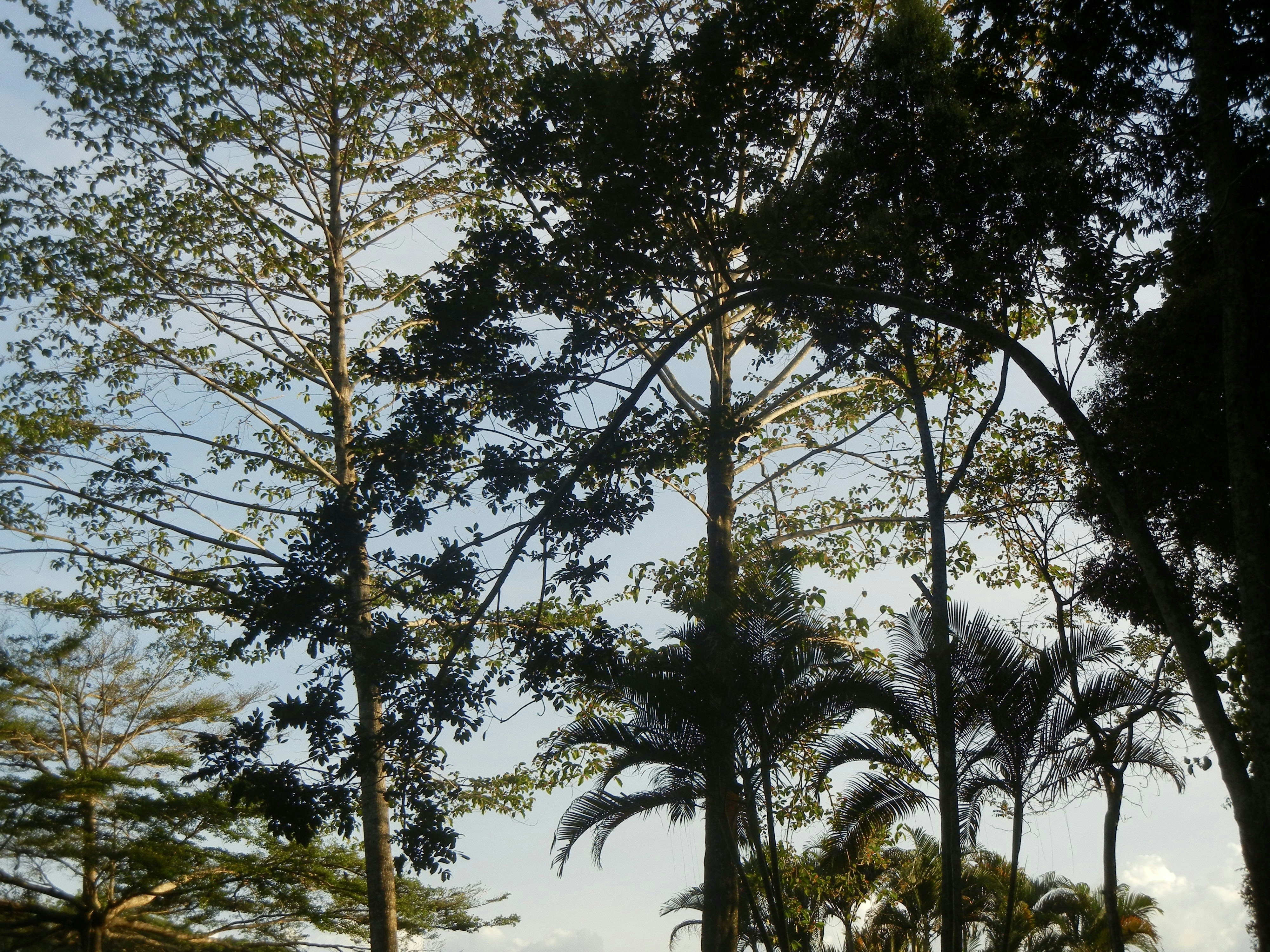 Pohon-pohon tinggi dan pohon palem siluet di bawah langit biru muda yang jernih