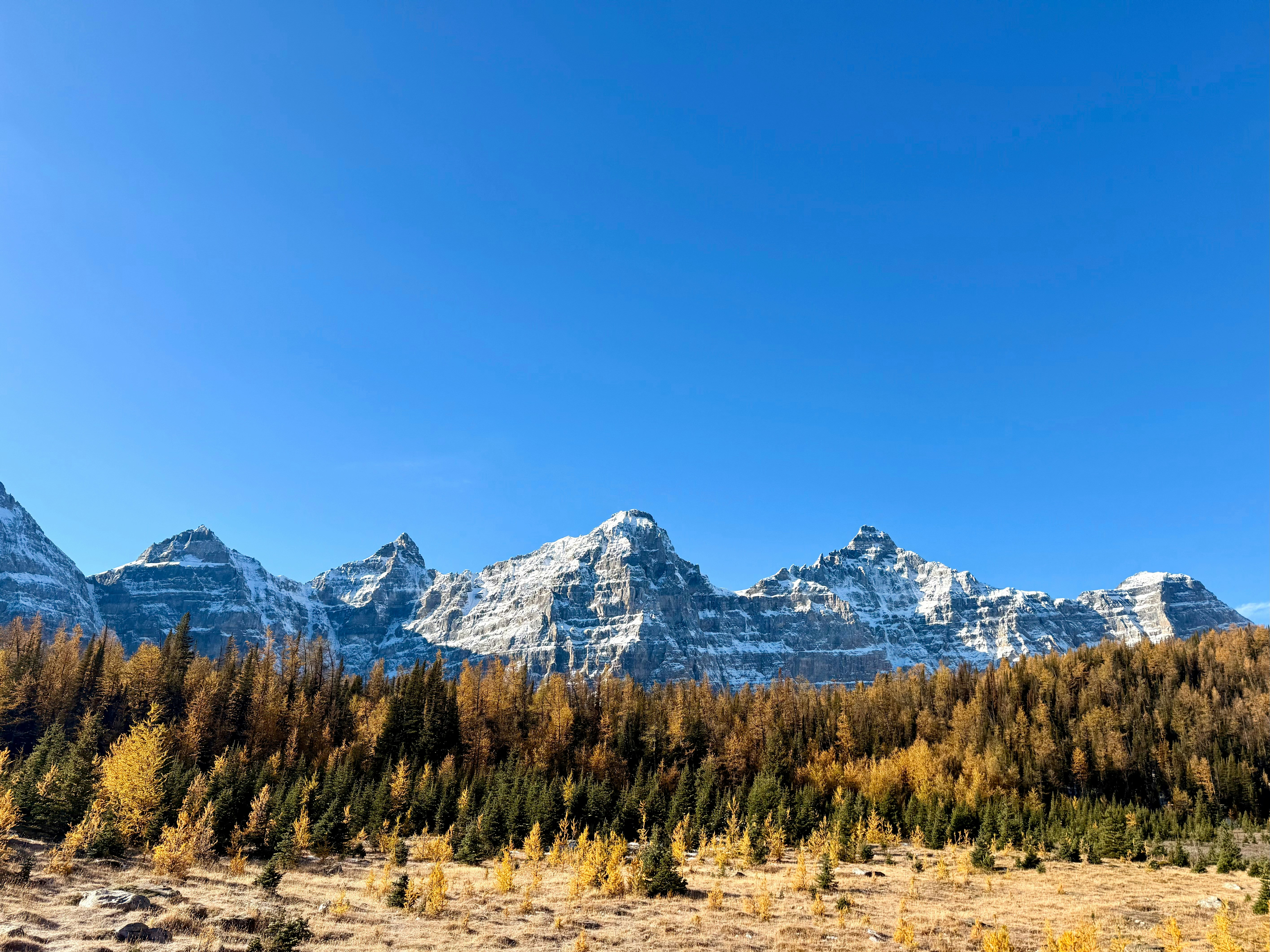 Schneebedeckte Berggipfel, die über einem Wald goldener herbstlicher Lärchenbäume emporragen