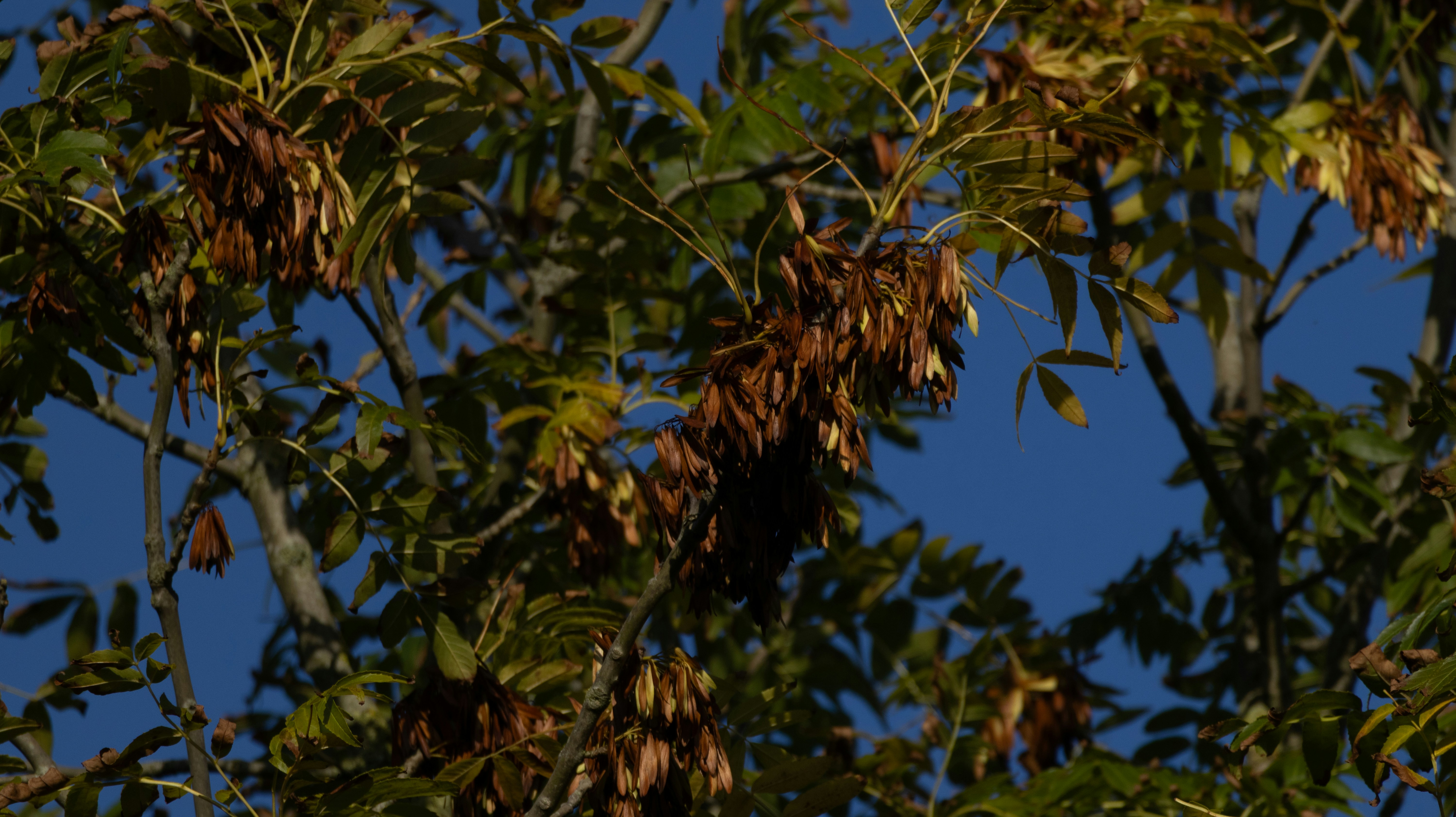 Ash tree seeds on branches - Free Photo on Unsplash