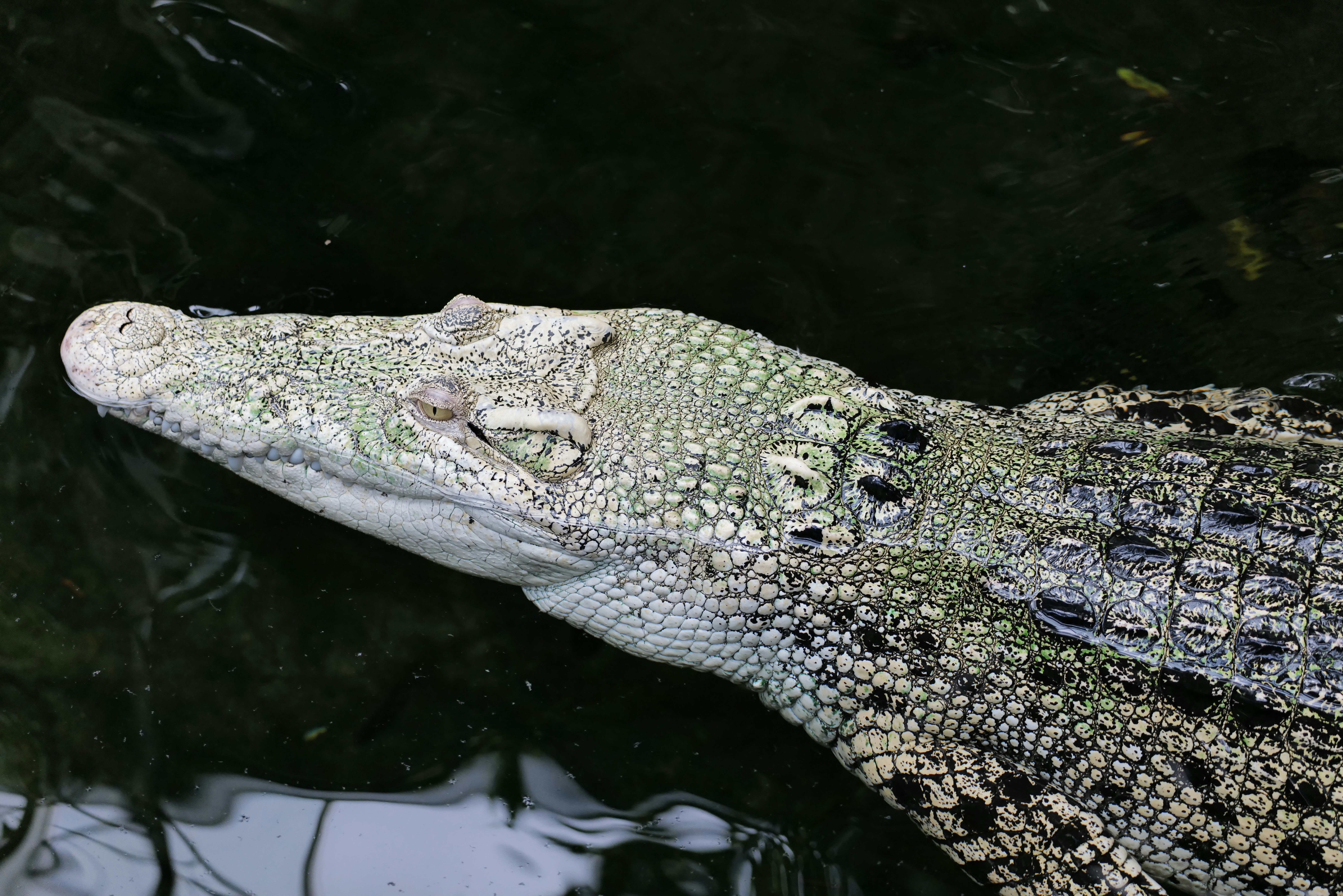 A pale crocodile with green and black scales floating in dark water
