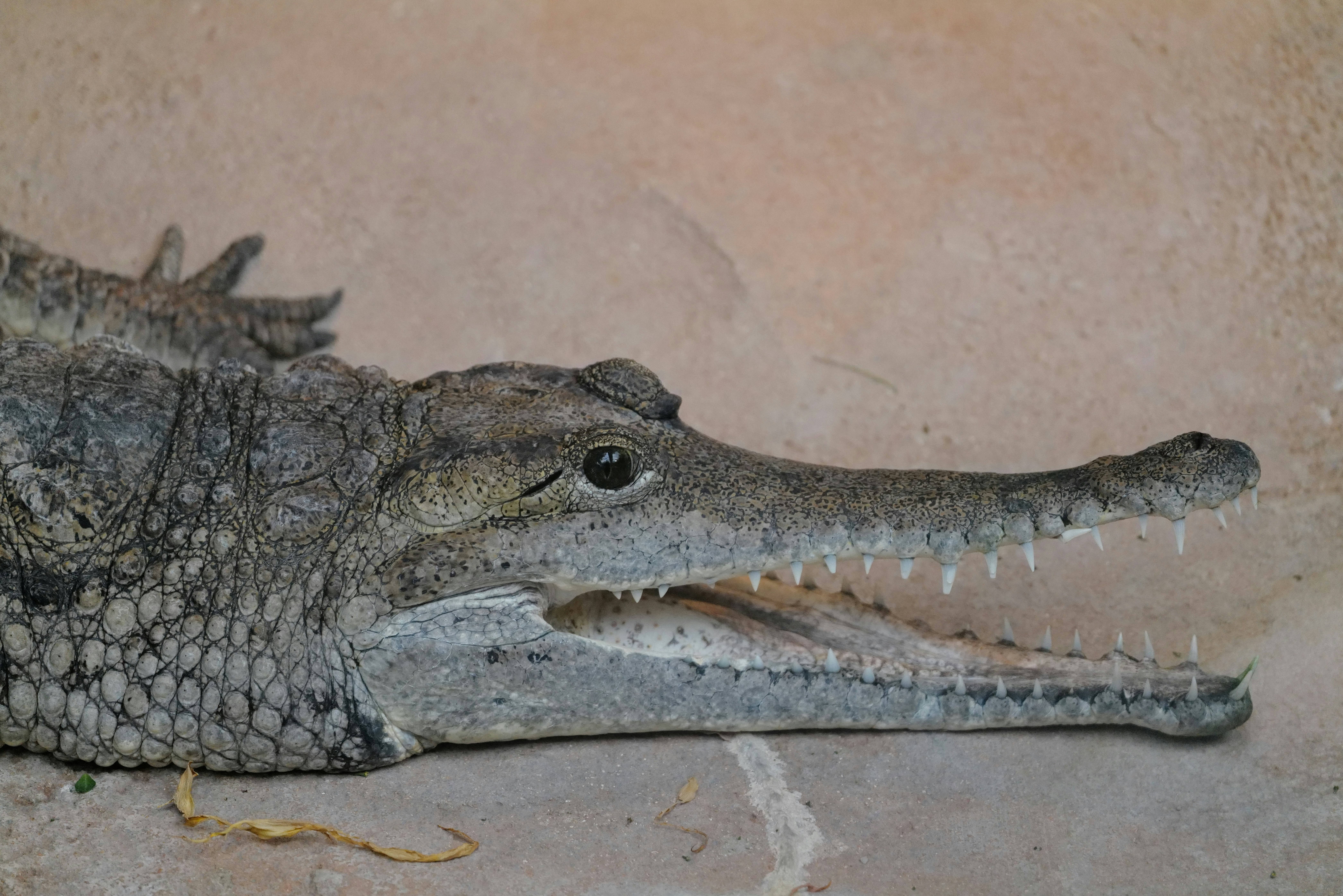 A gharial with a long narrow snout and sharp teeth on a stone surface