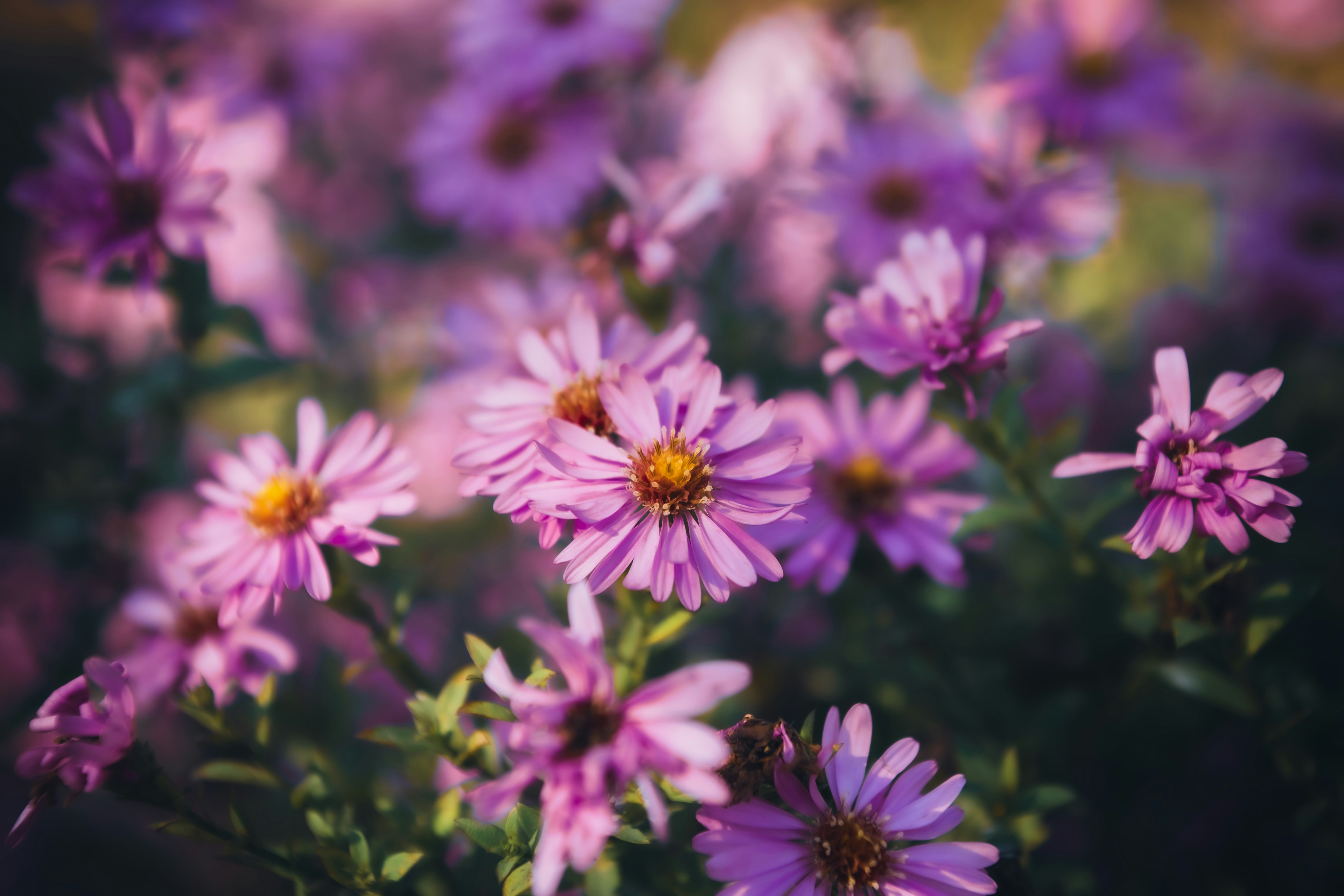 A cluster of purple aster flowers with yellow centers in a garden