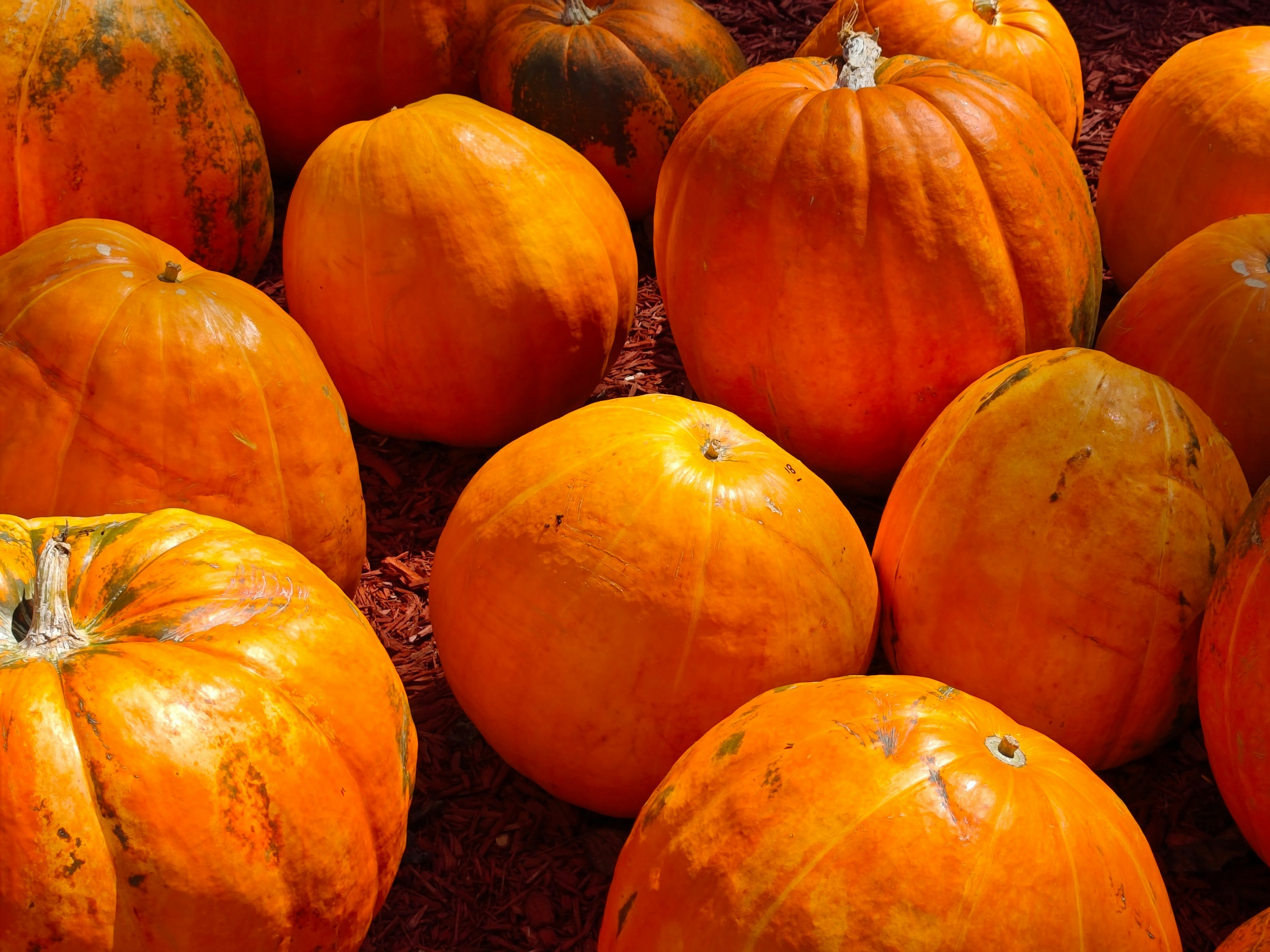 A group of orange pumpkins resting on a bed of dark brown mulch