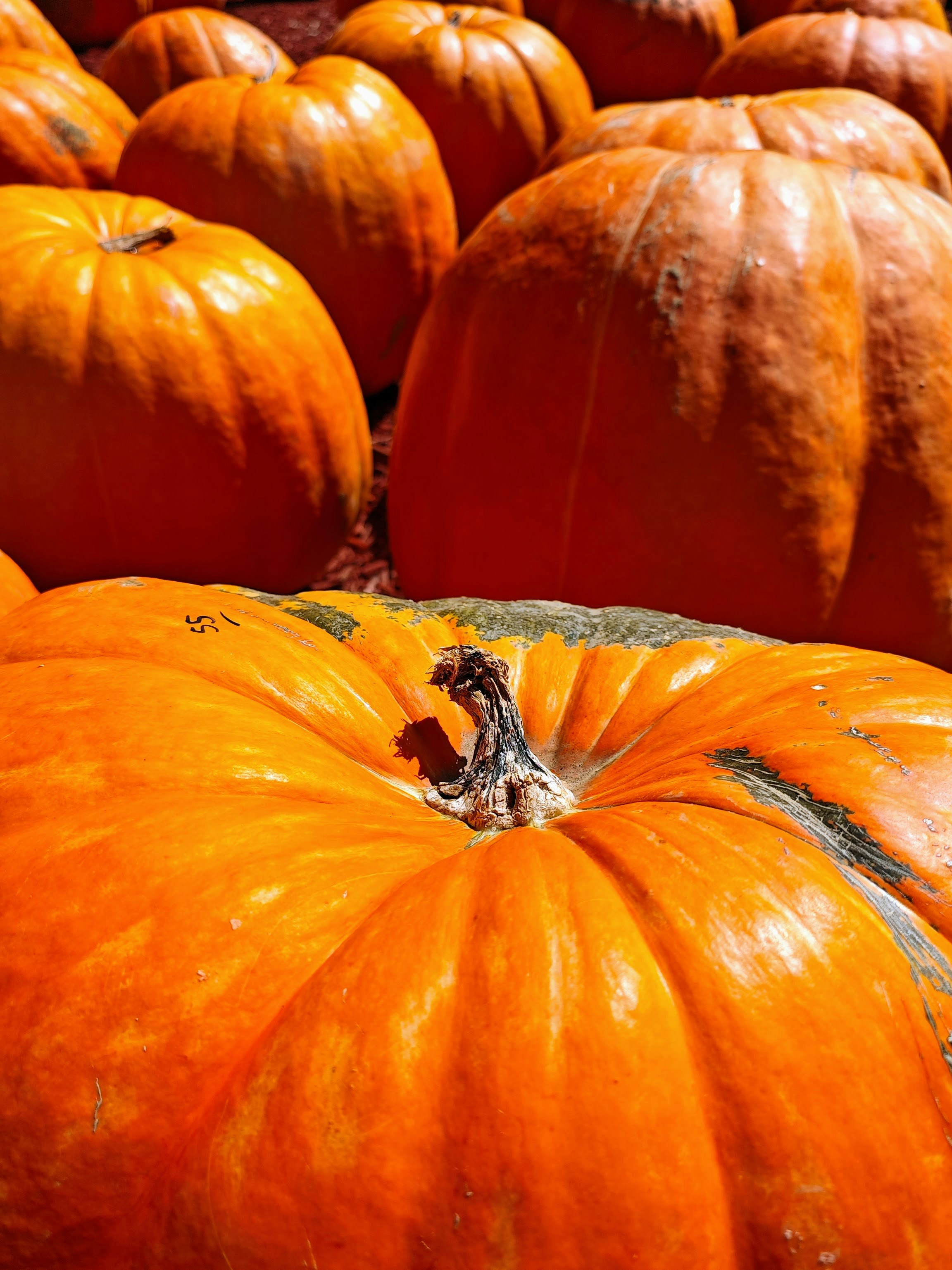A group of orange pumpkins with stems in a field