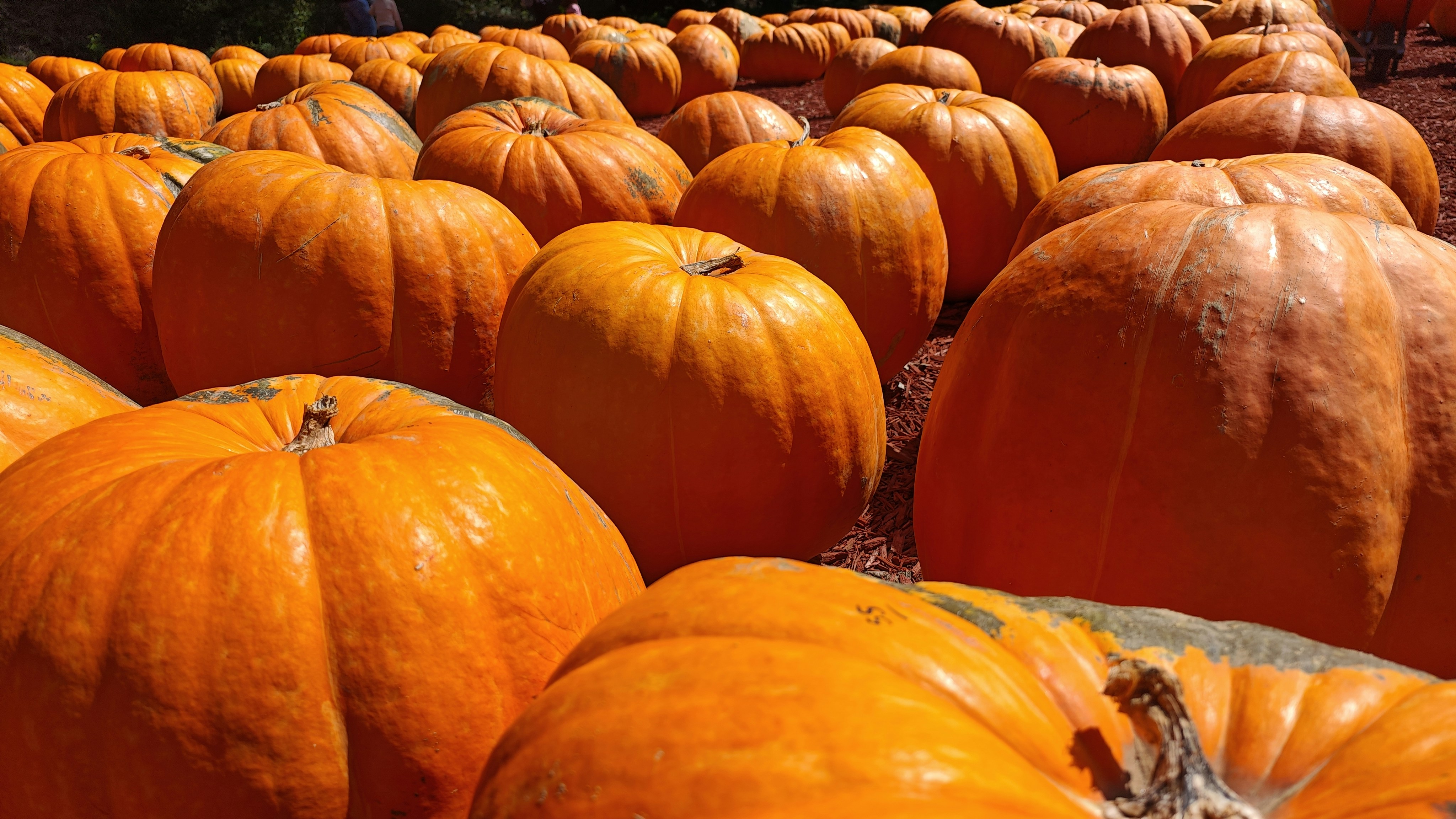 A large group of bright orange pumpkins on a bed of wood chips